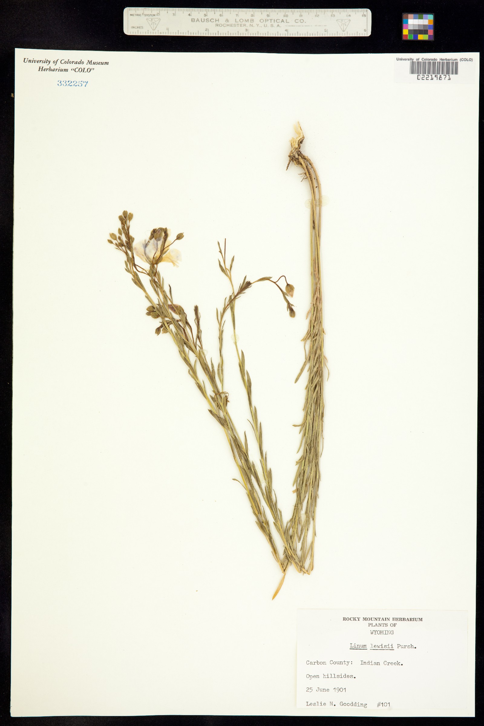 Linum lewisii var. lewisii image