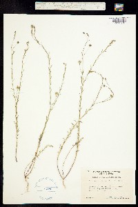 Linum angustifolium image