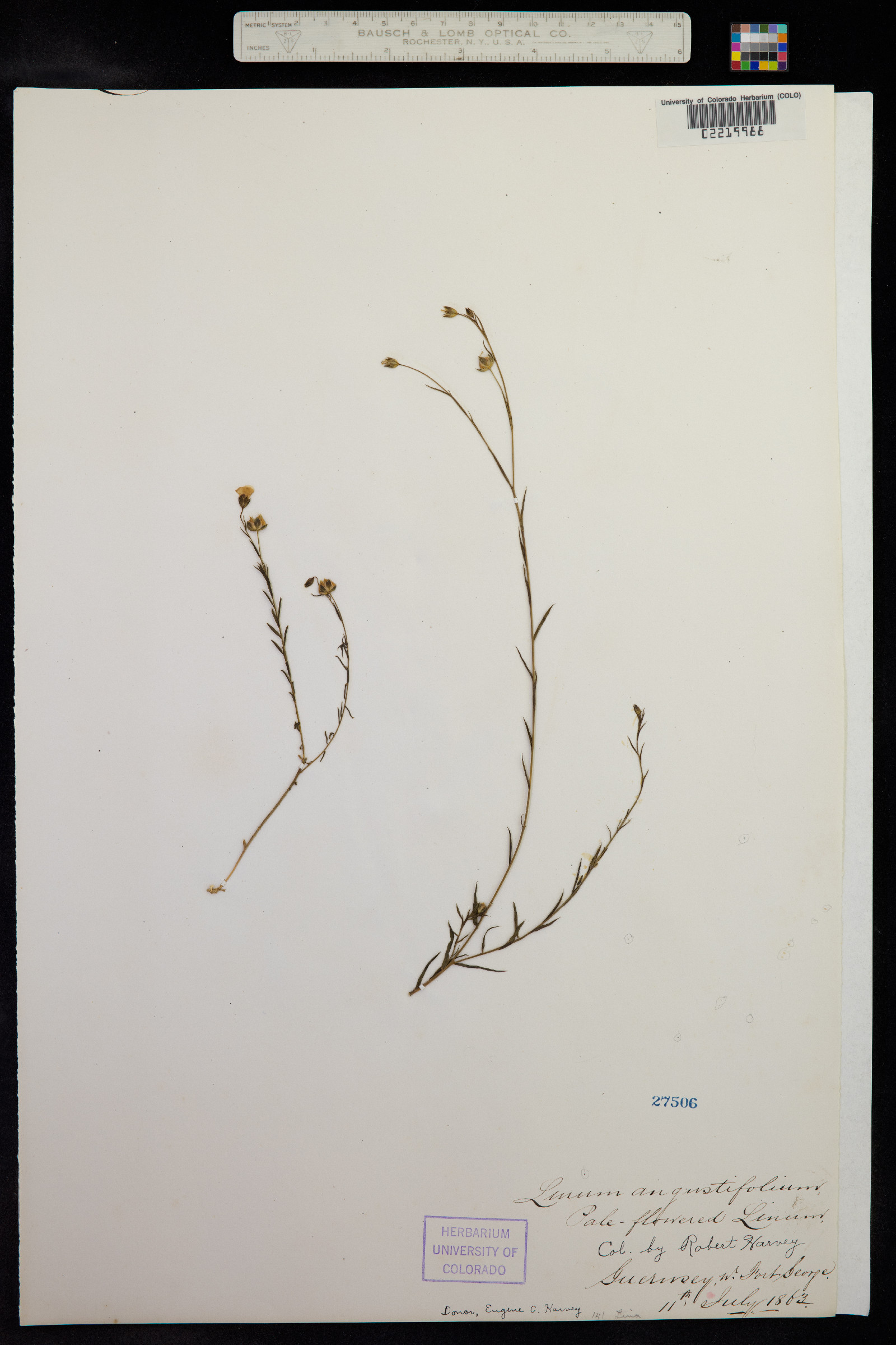 Linum bienne image