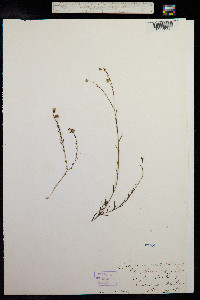 Linum bienne image