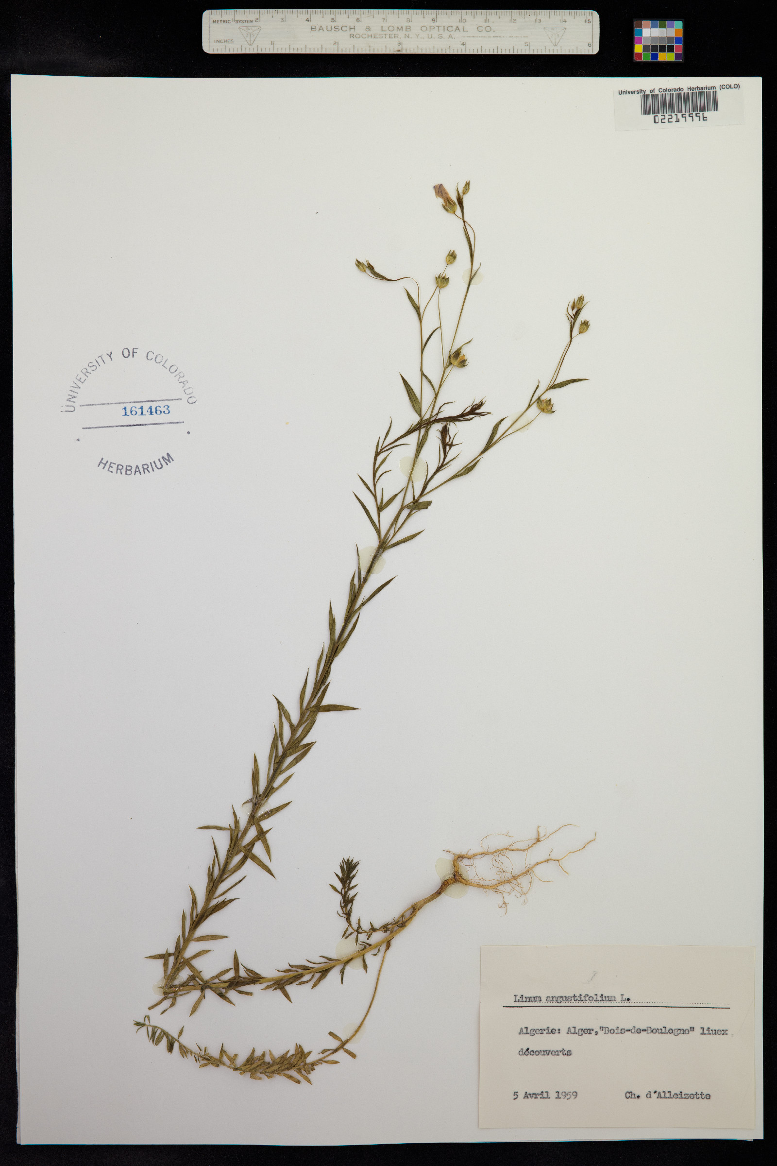 Linum bienne image
