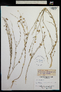 Linum bienne image