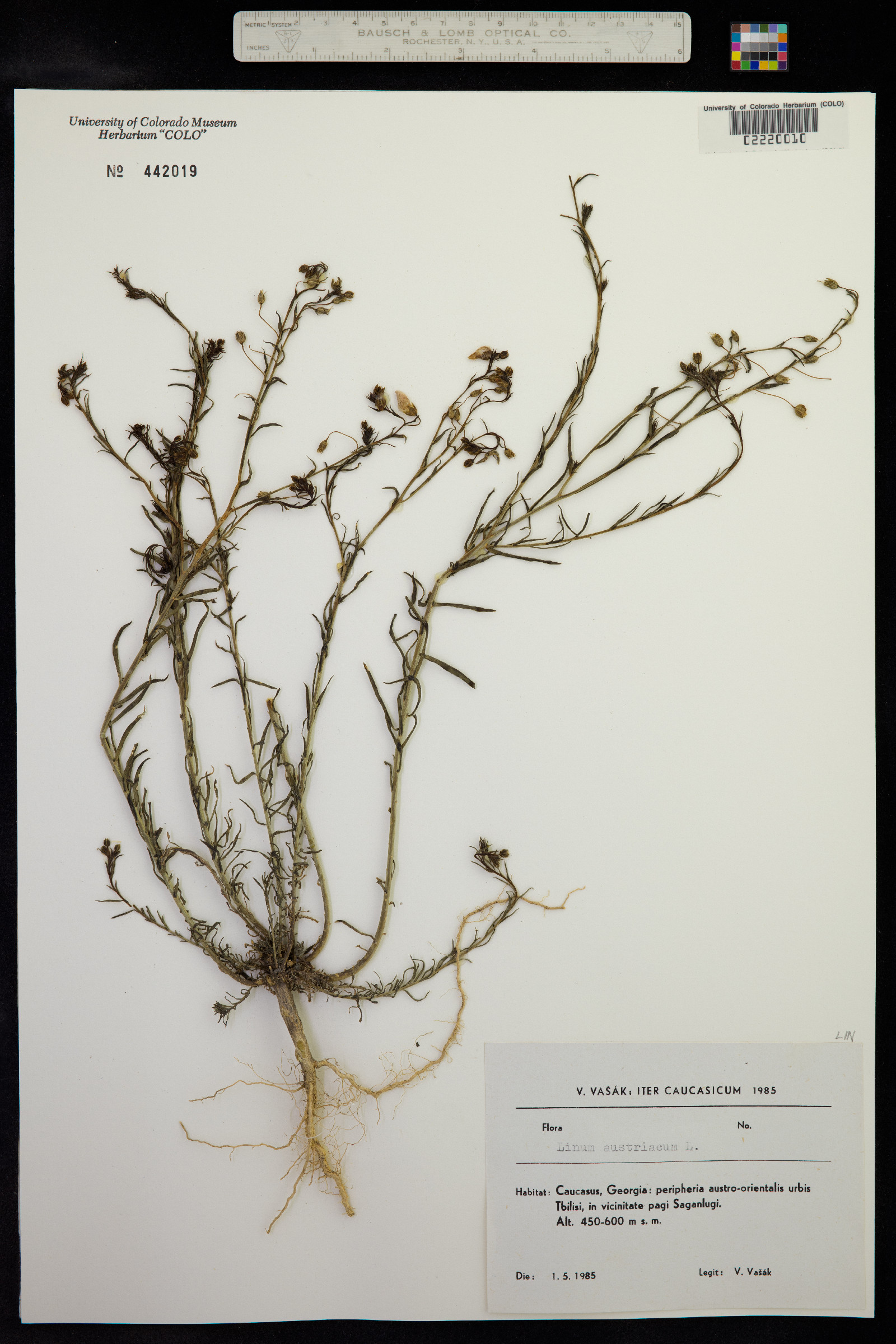 Linum austriacum image