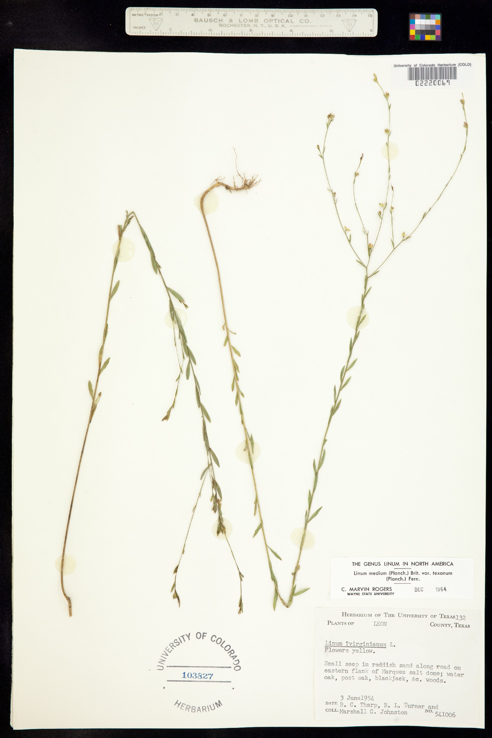 Linum medium image