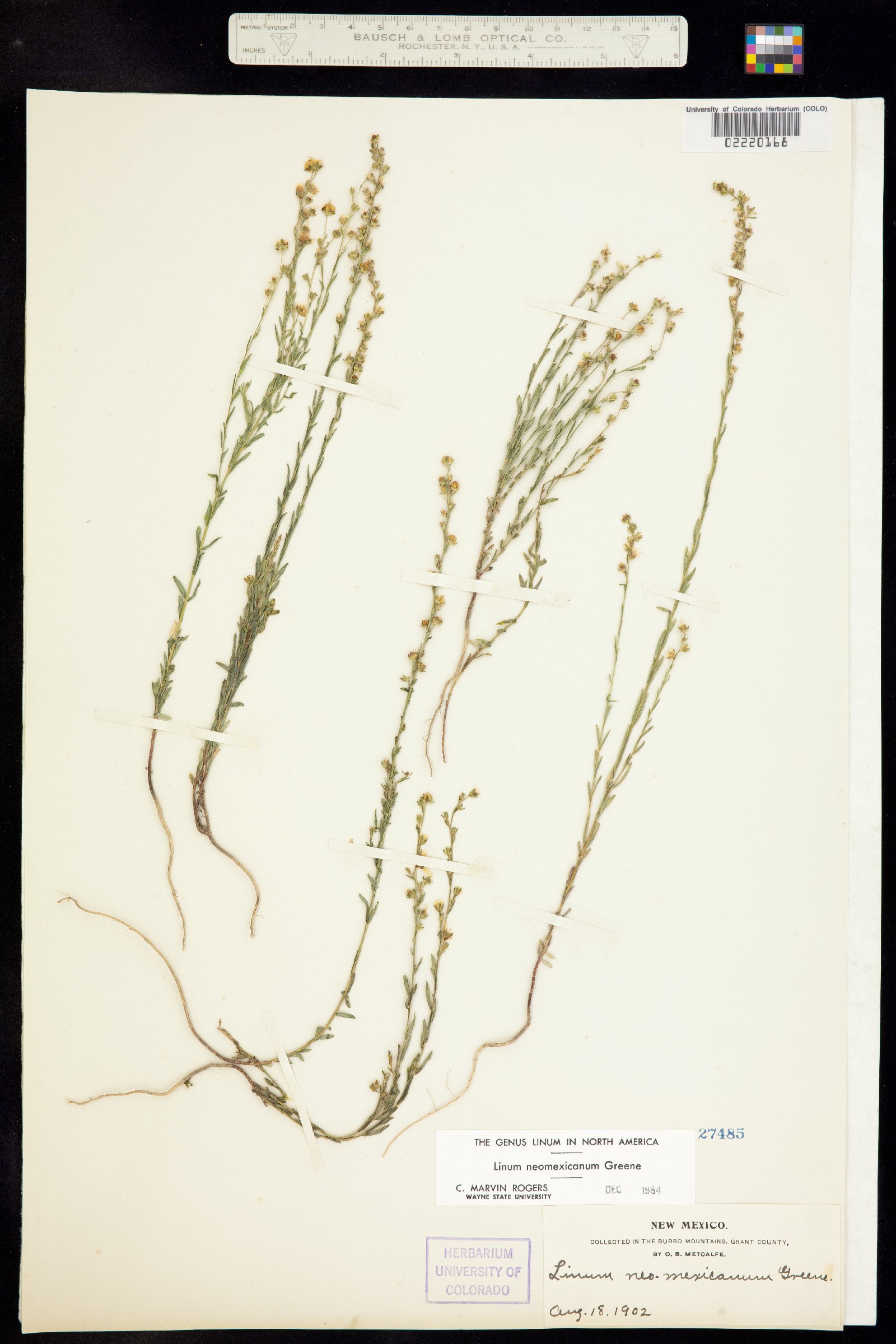 Linum neomexicanum image