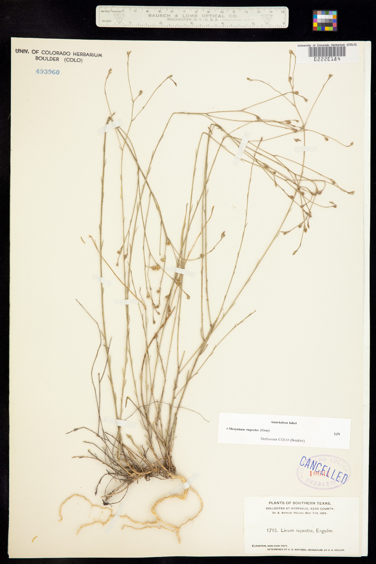 Linum rupestre image