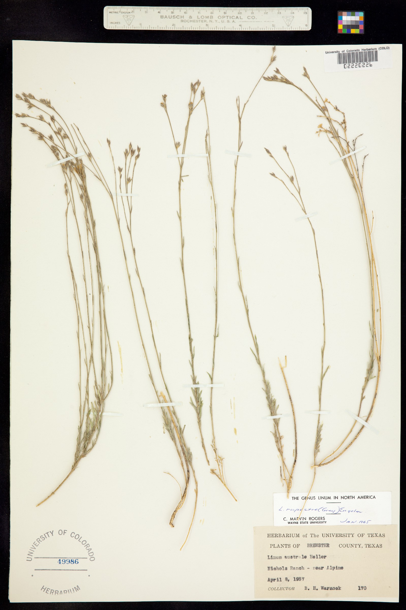 Linum rupestre image
