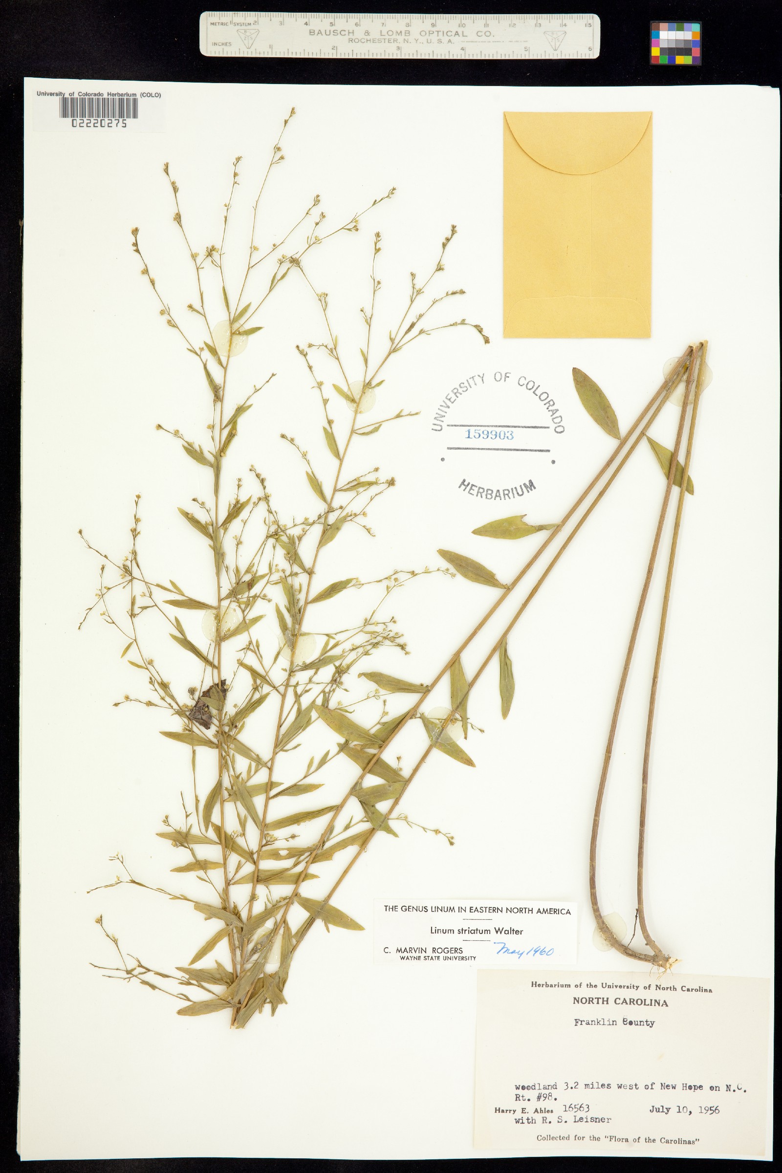 Linum striatum image