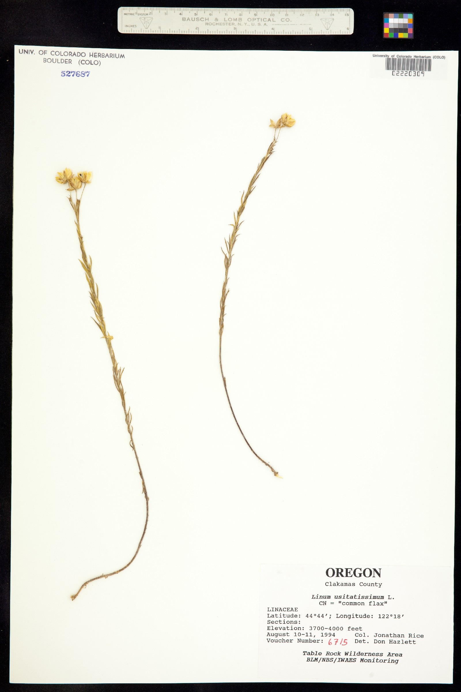 Linum usitatissimum image