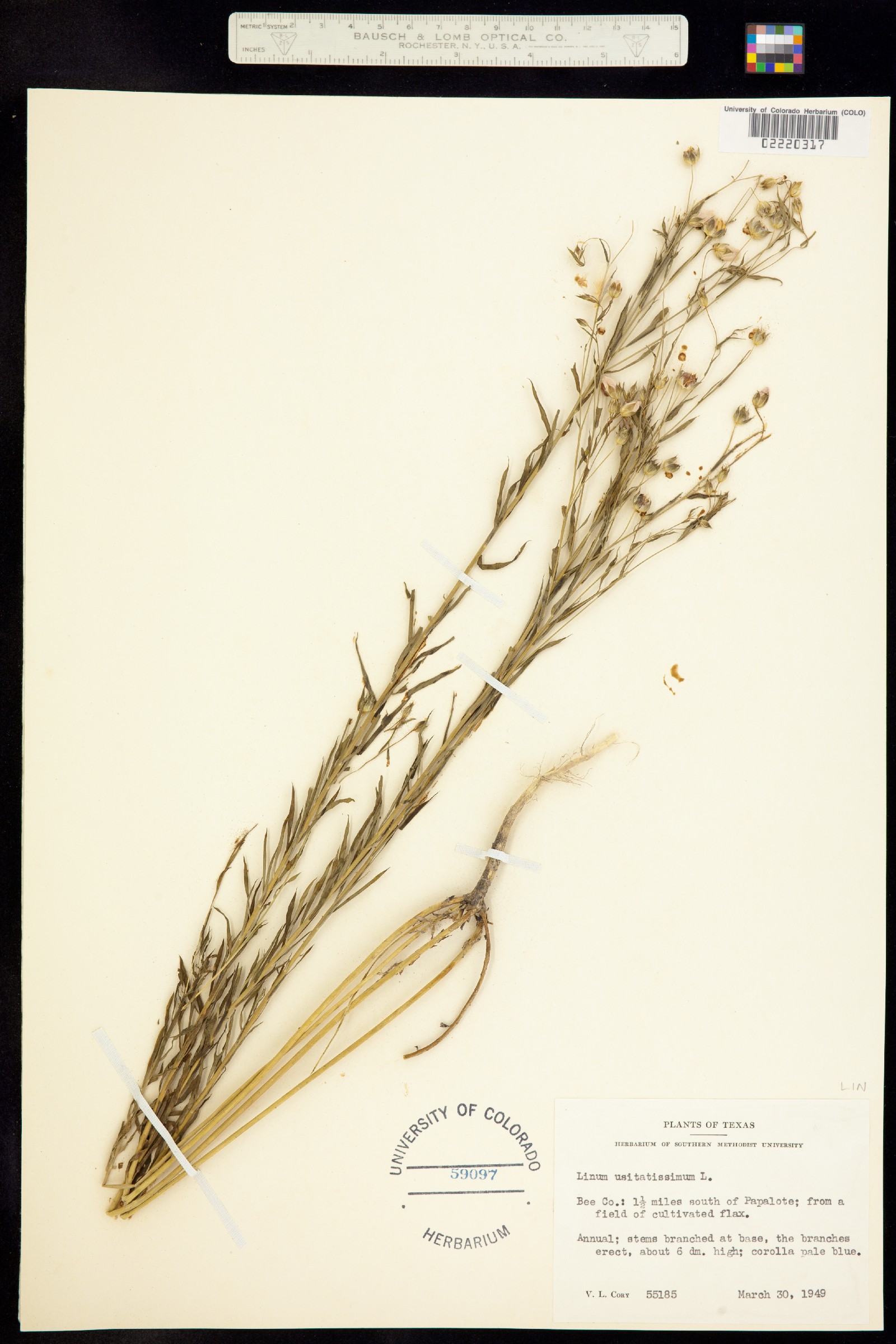 Linum usitatissimum image
