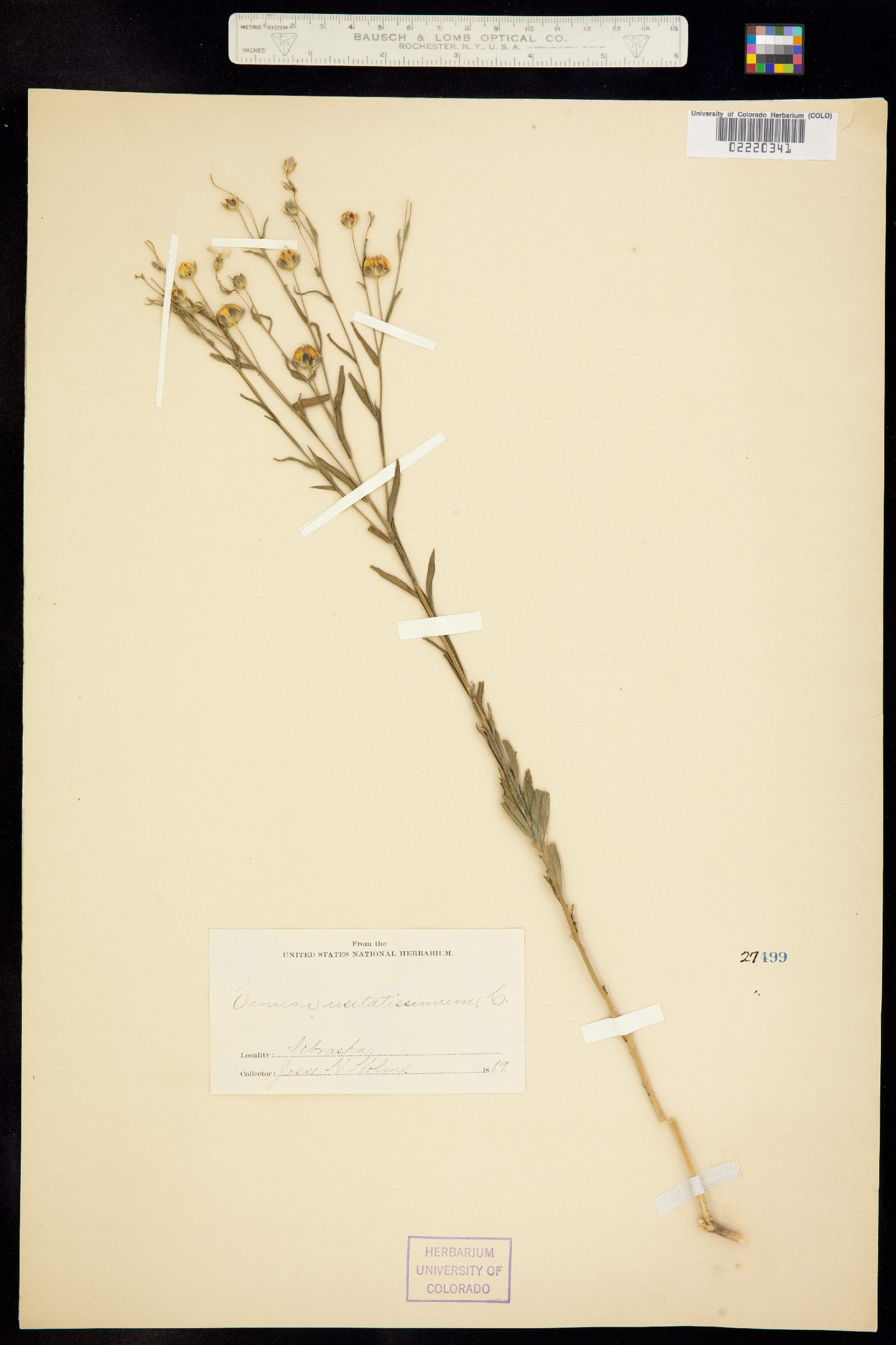 Linum usitatissimum image