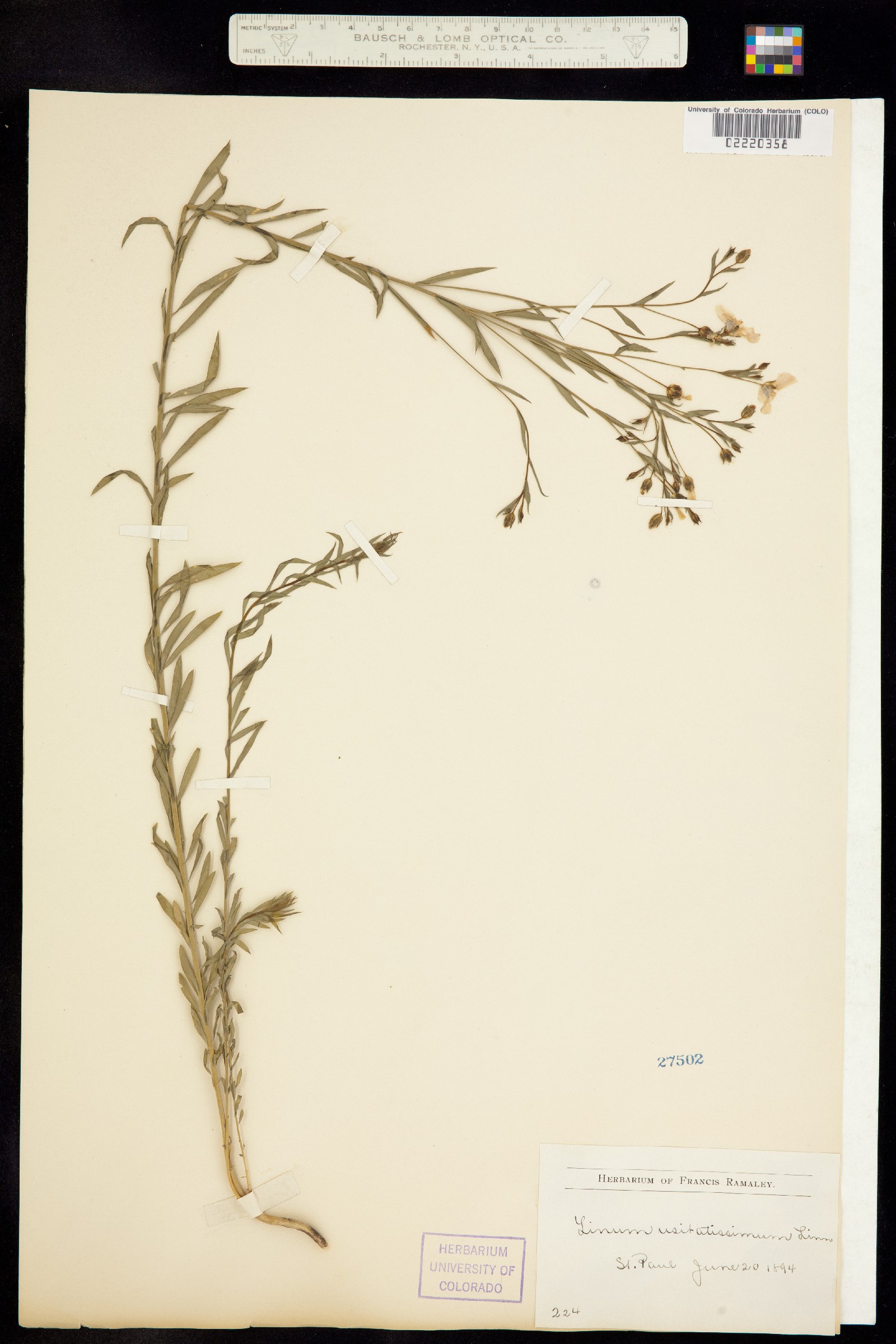 Linum usitatissimum image