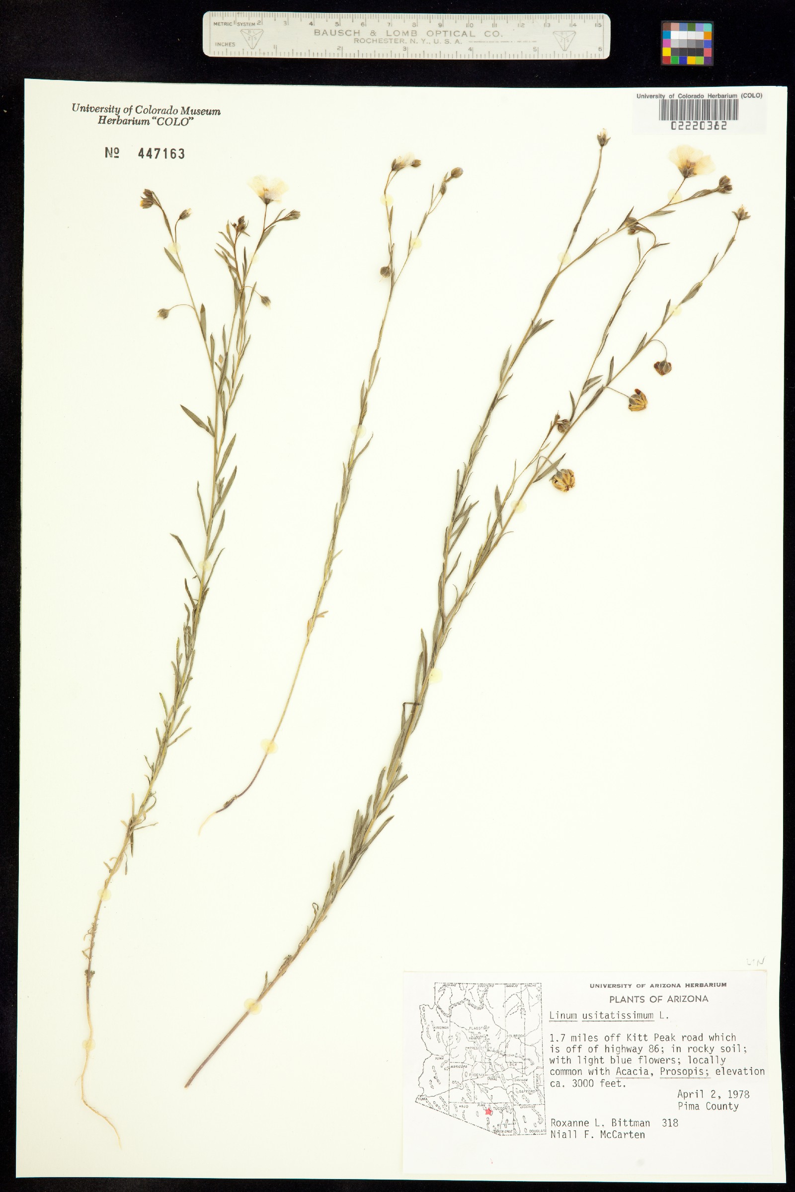 Linum usitatissimum image