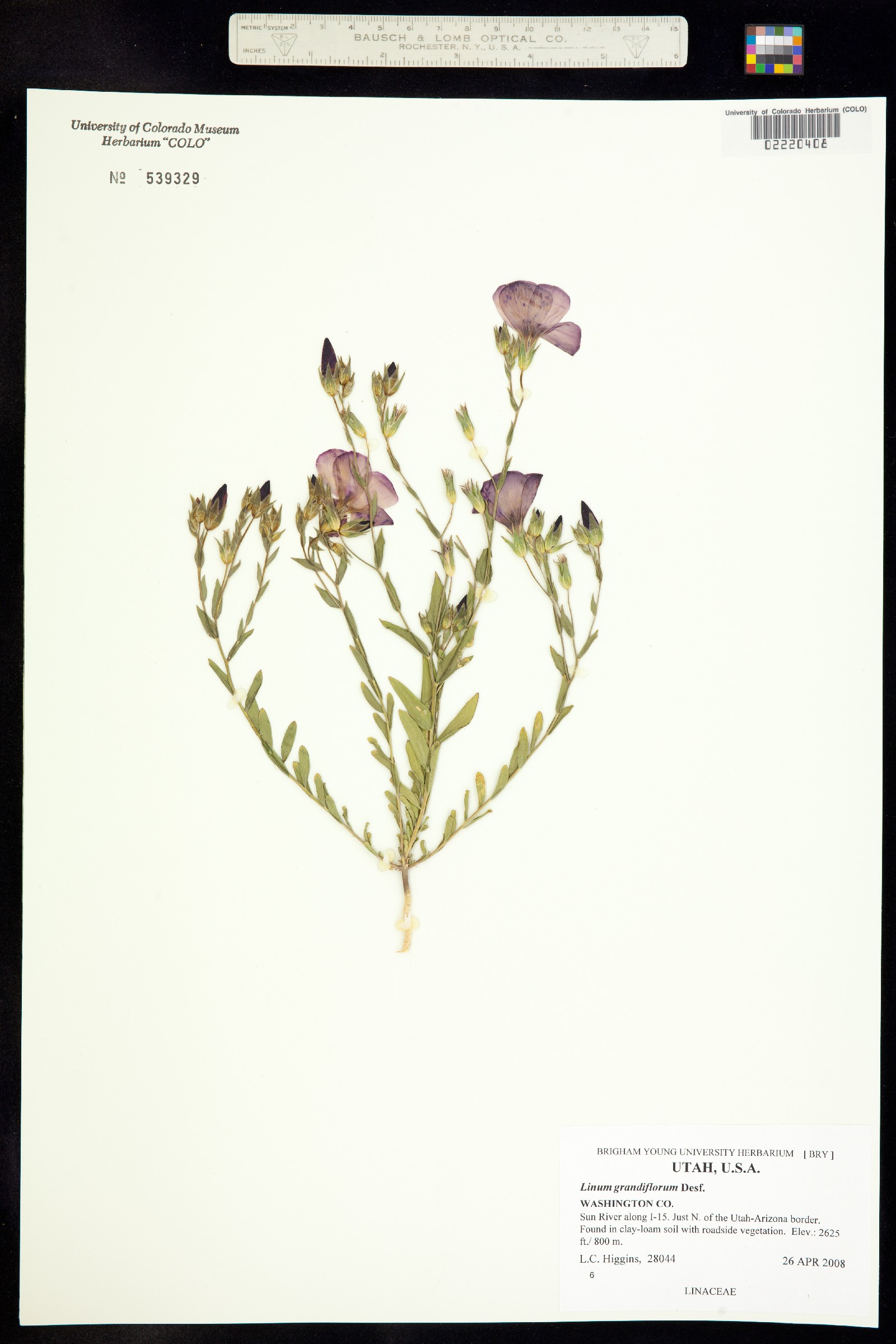 Linum grandiflorum image