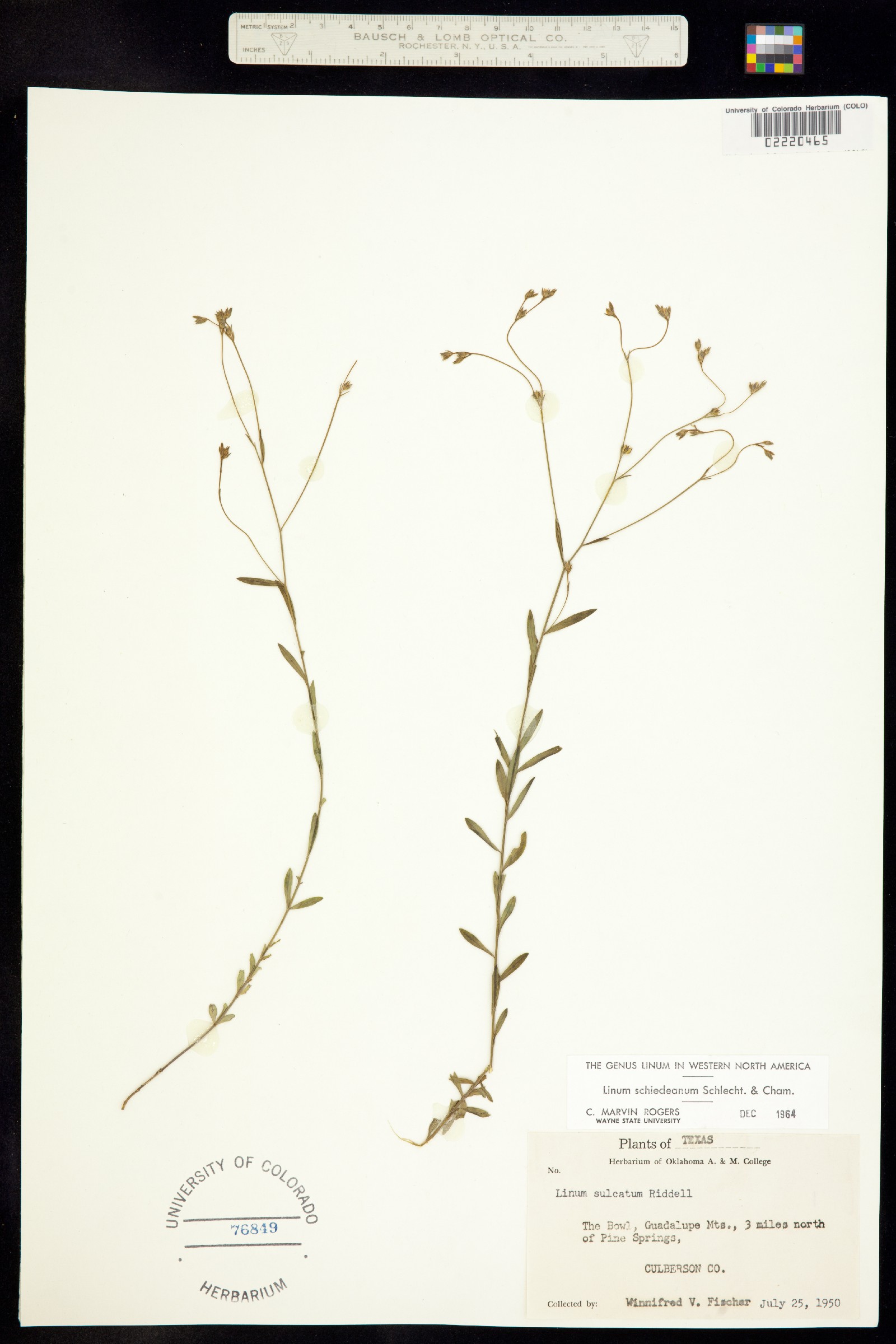 Linum schiedeanum image