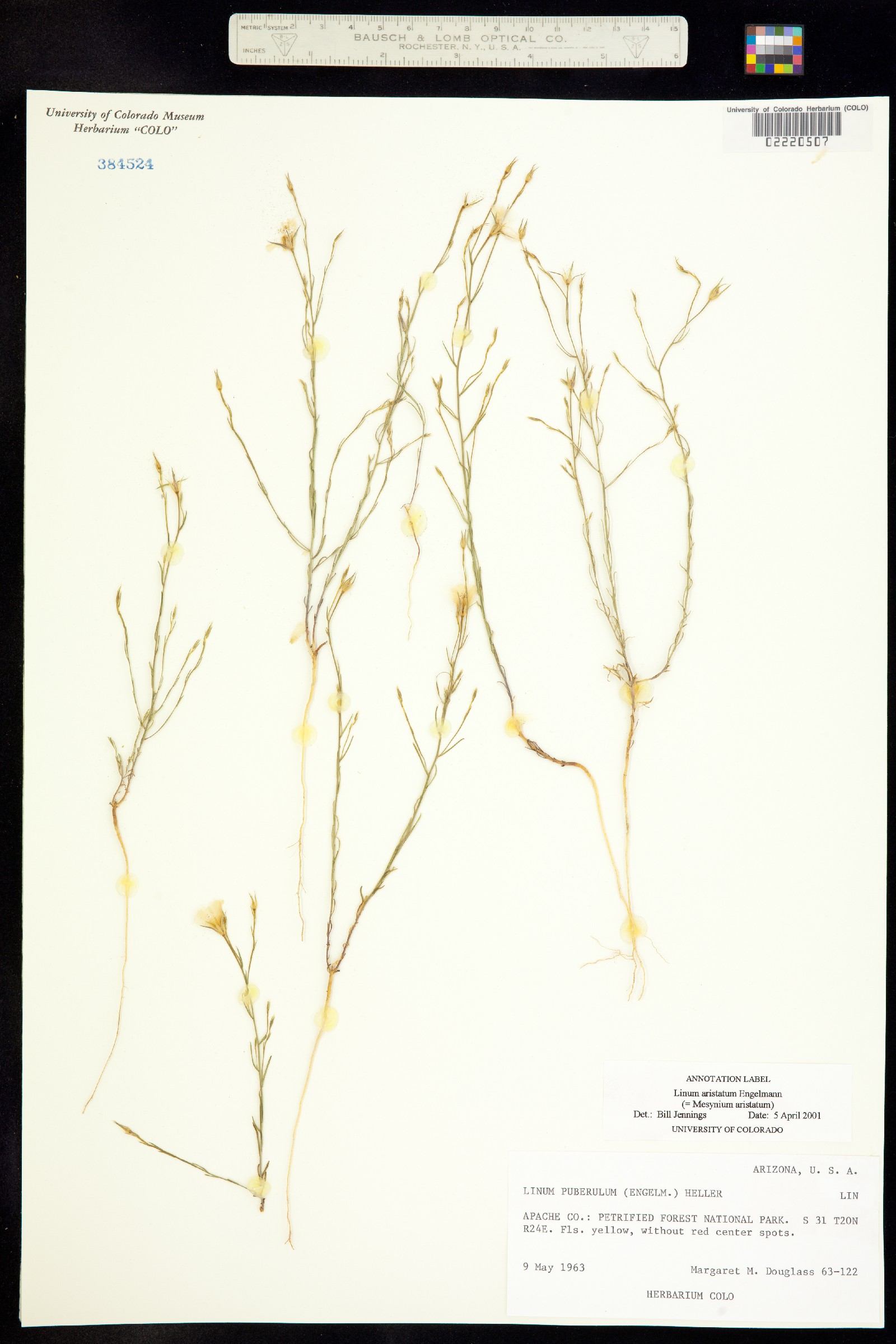 Linum aristatum image
