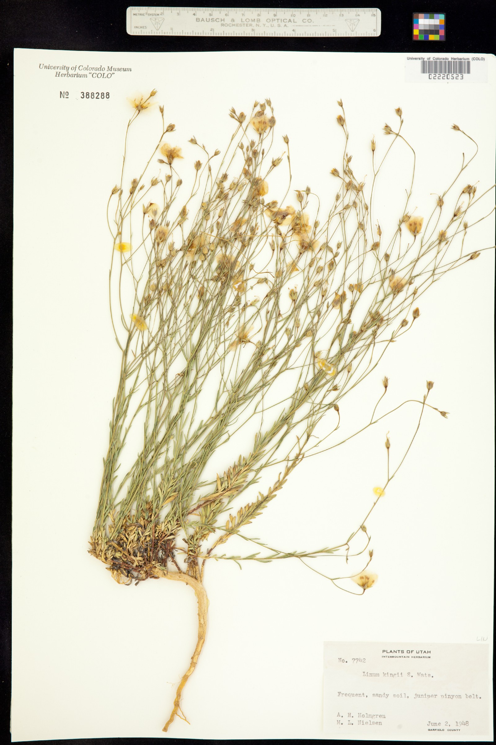 Linum kingii image