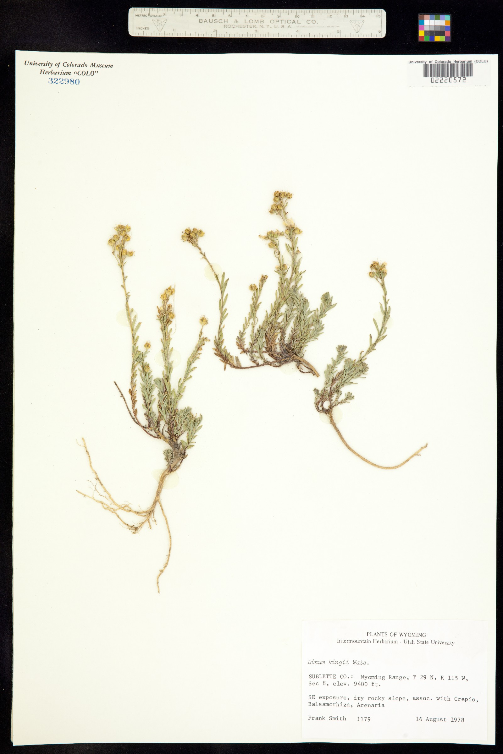 Linum kingii image