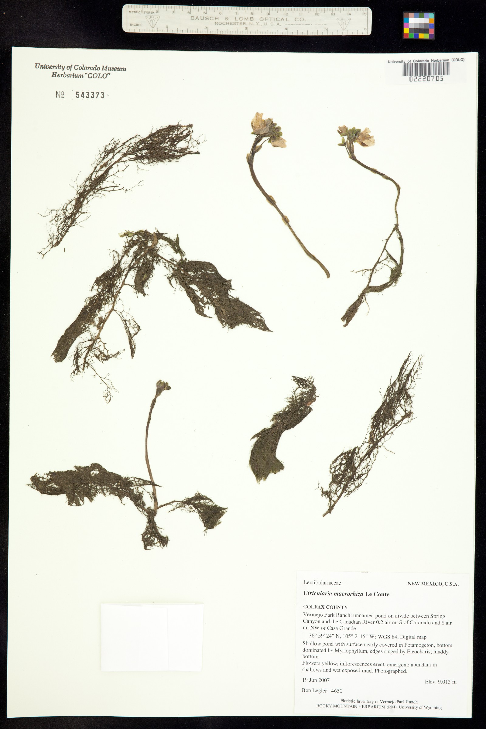 Utricularia vulgaris ssp. macrorhiza image