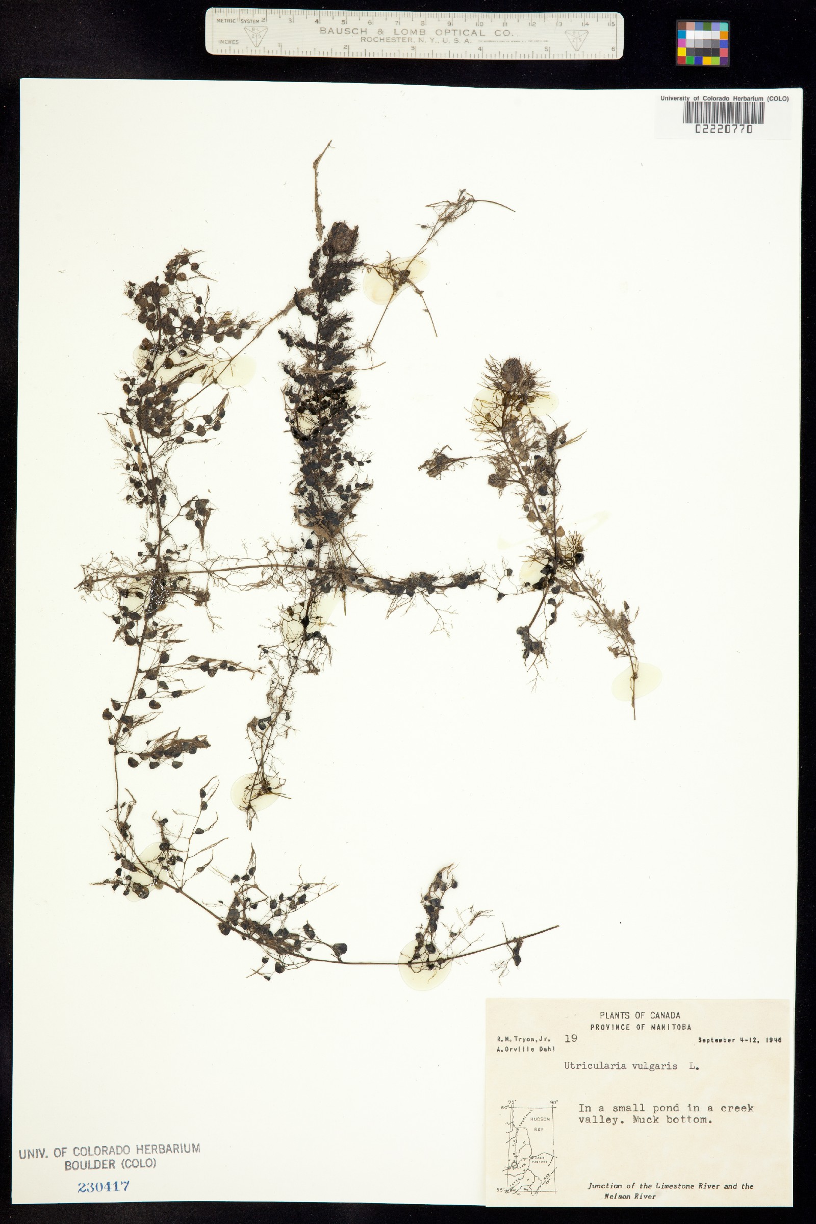 Utricularia vulgaris ssp. macrorhiza image