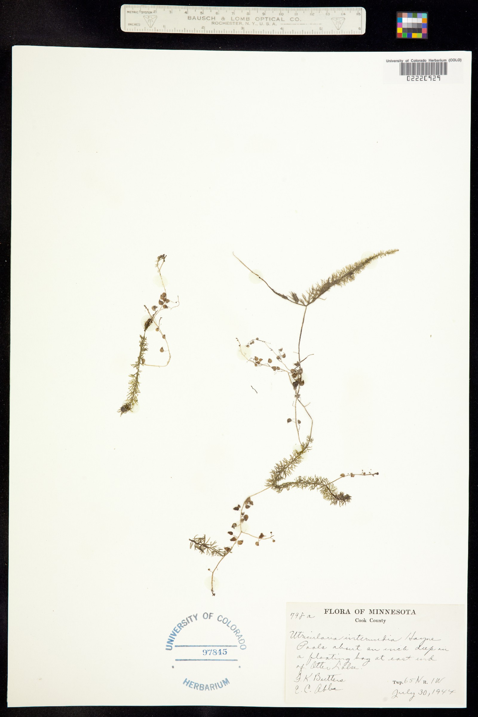 Utricularia intermedia image