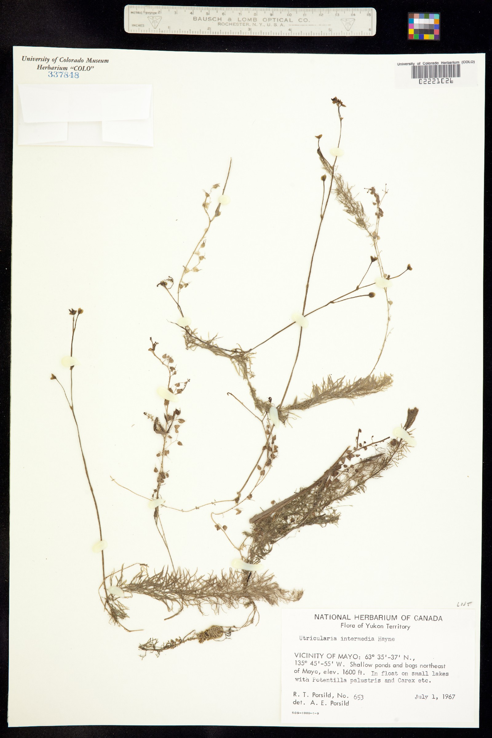 Utricularia intermedia image