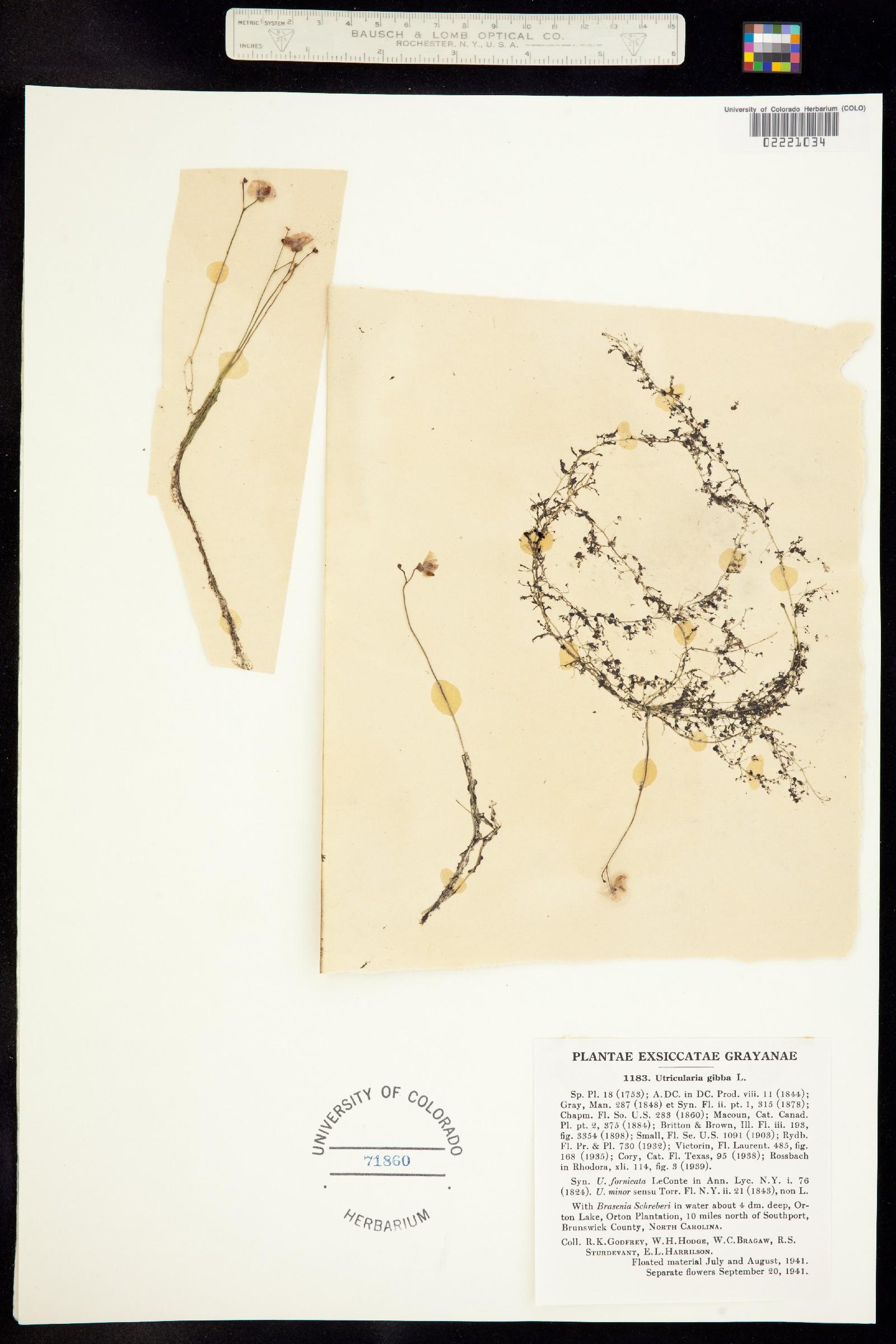 Utricularia gibba image