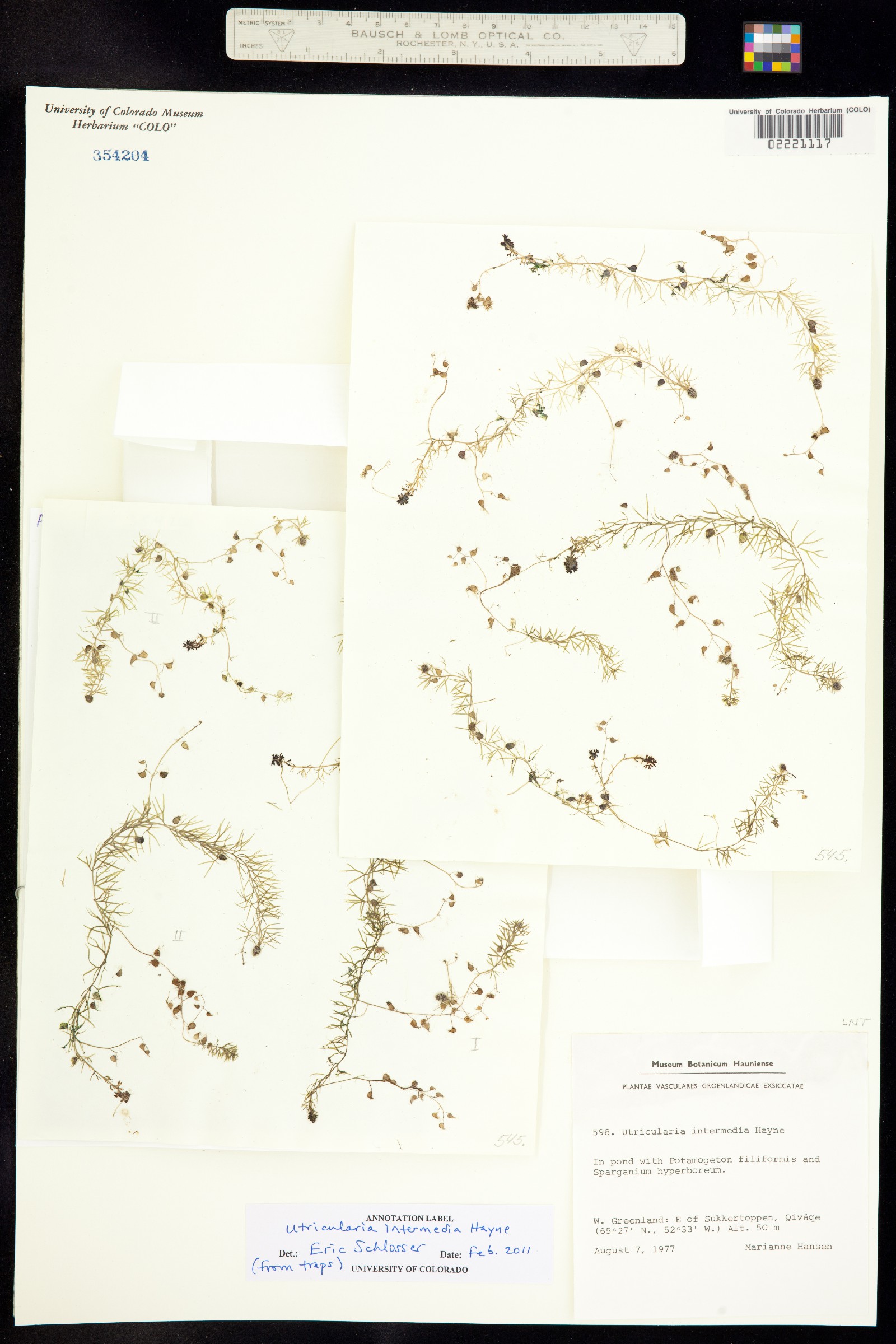 Utricularia intermedia image