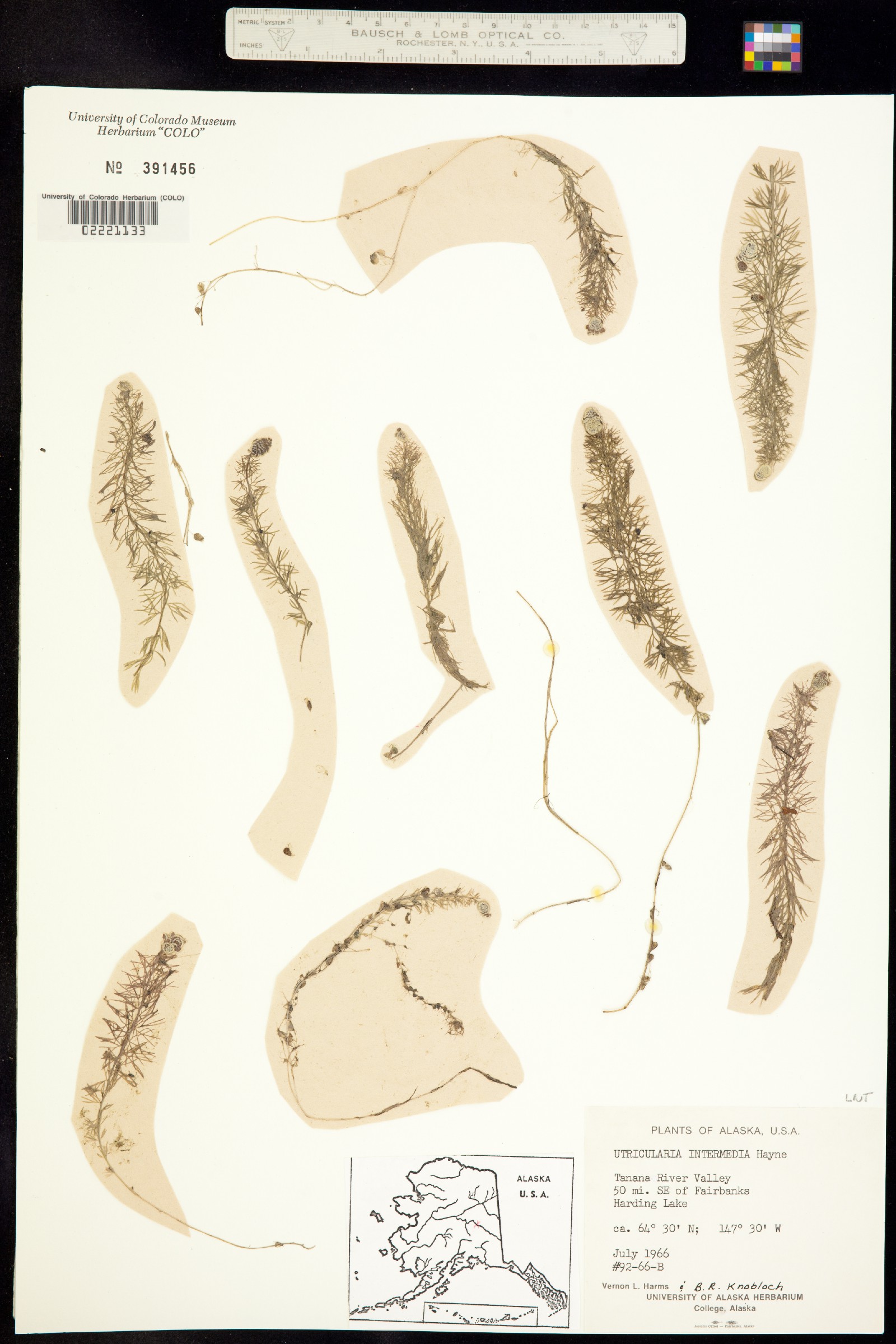 Utricularia intermedia image