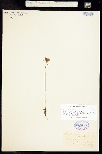 Image of Utricularia cornuta