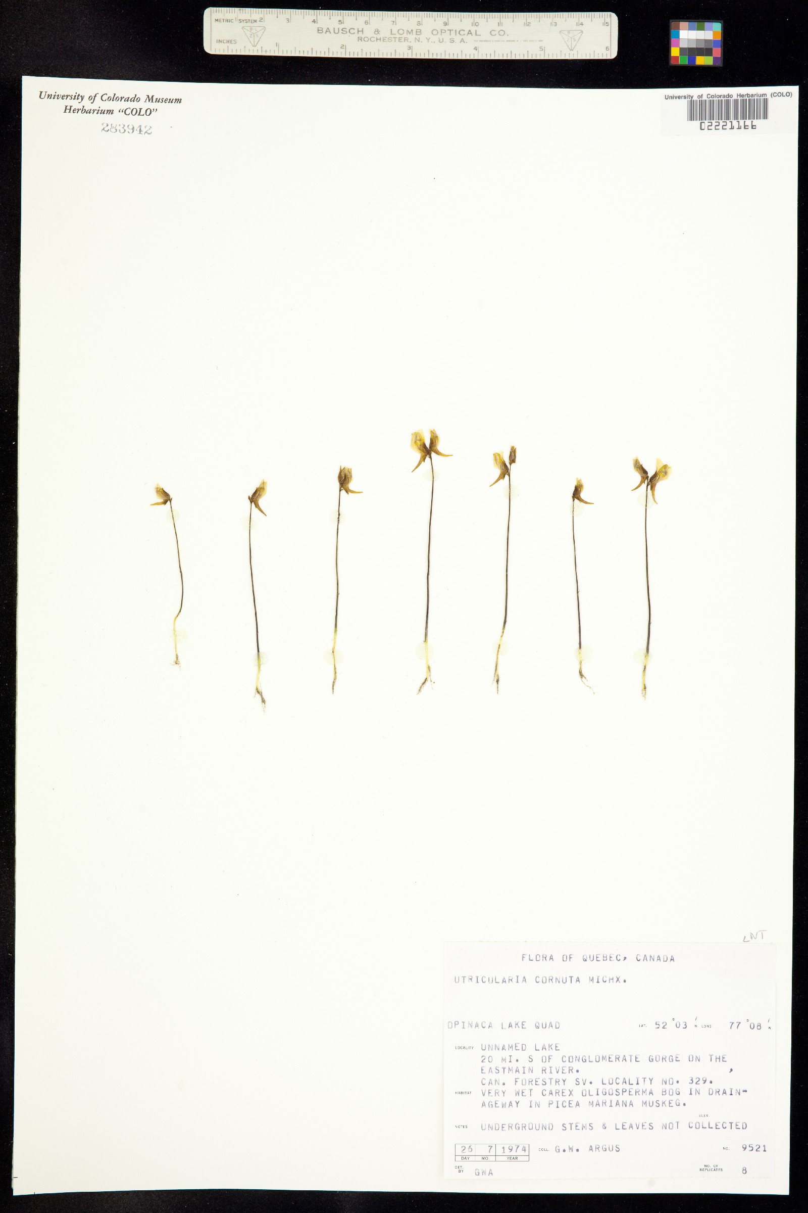 Utricularia cornuta image