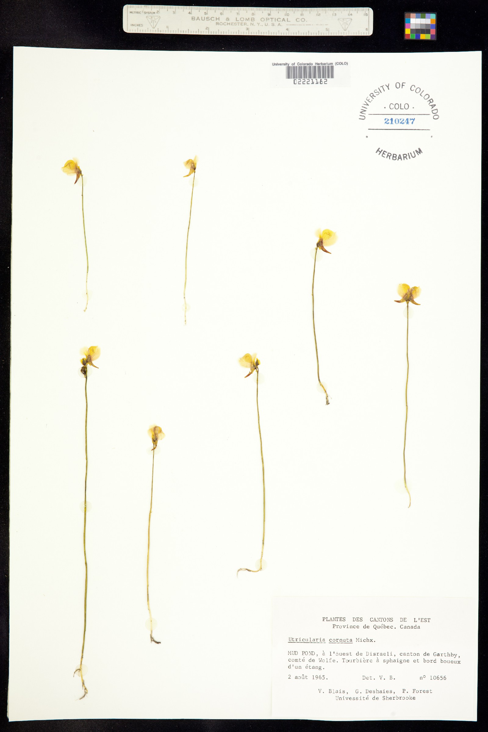 Utricularia cornuta image