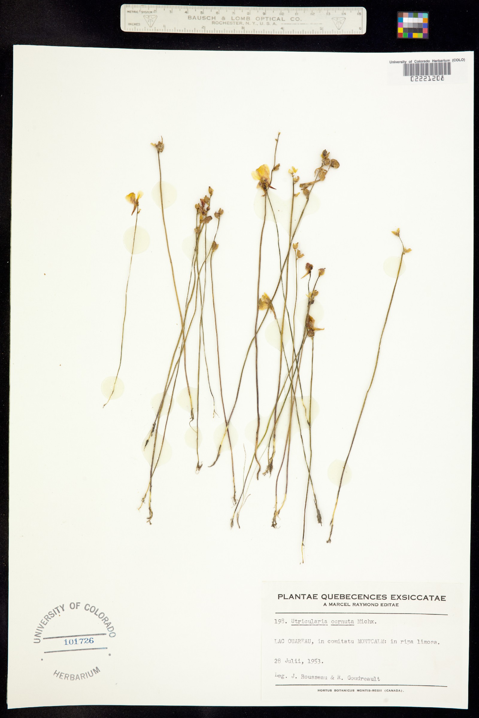 Utricularia cornuta image