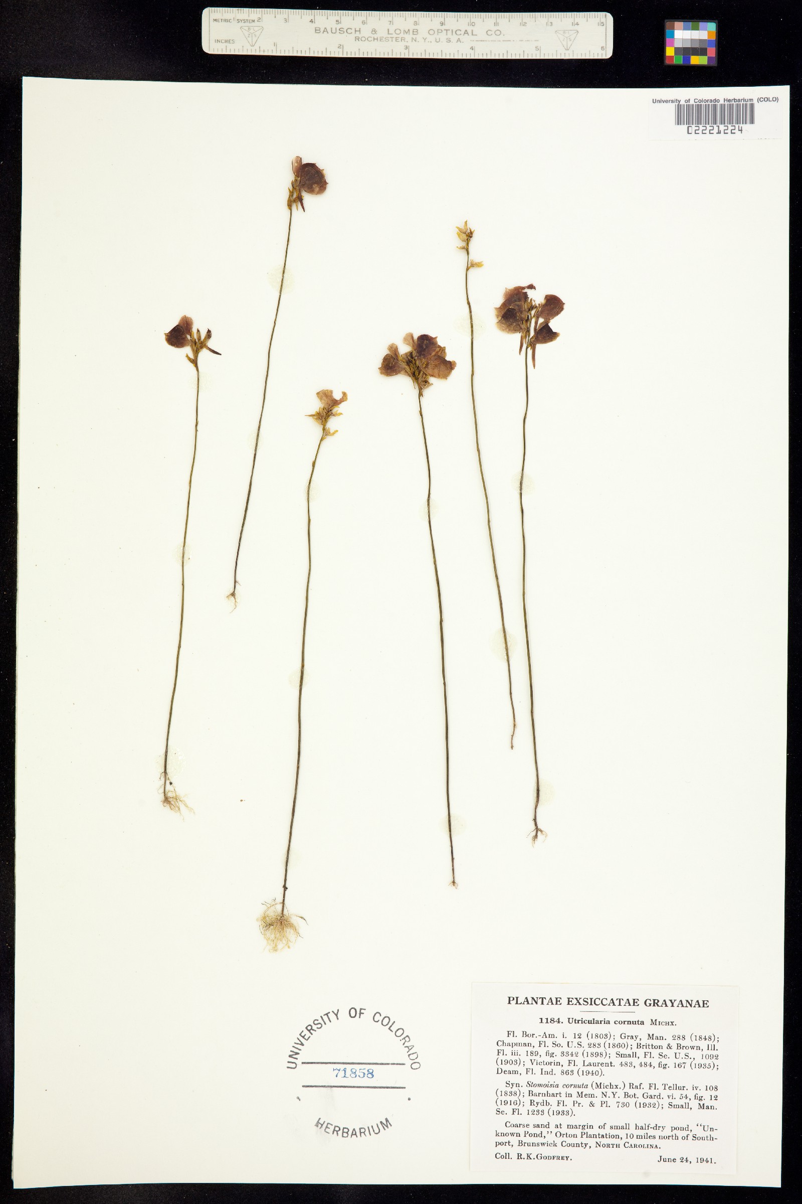 Utricularia cornuta image