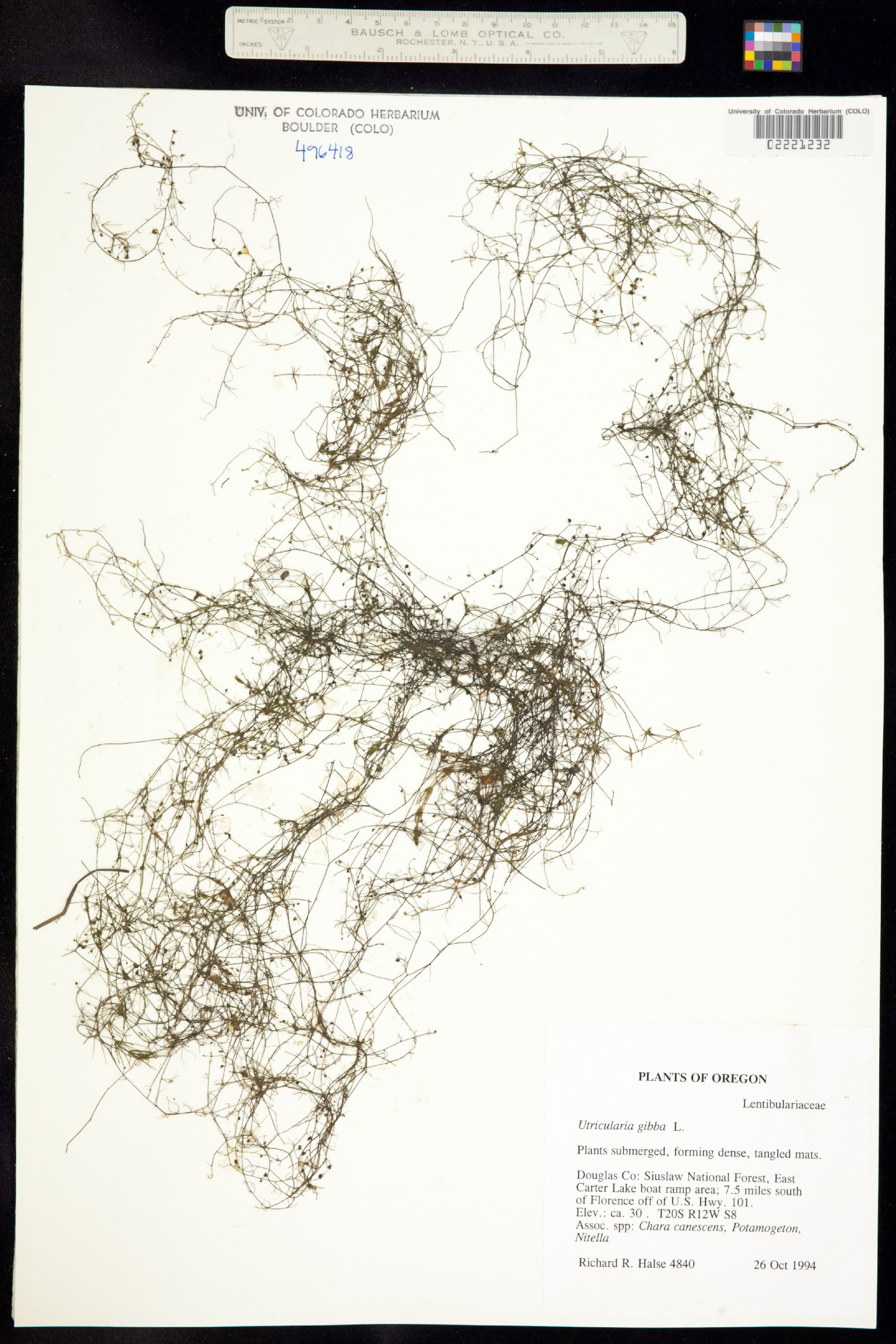 Utricularia gibba image