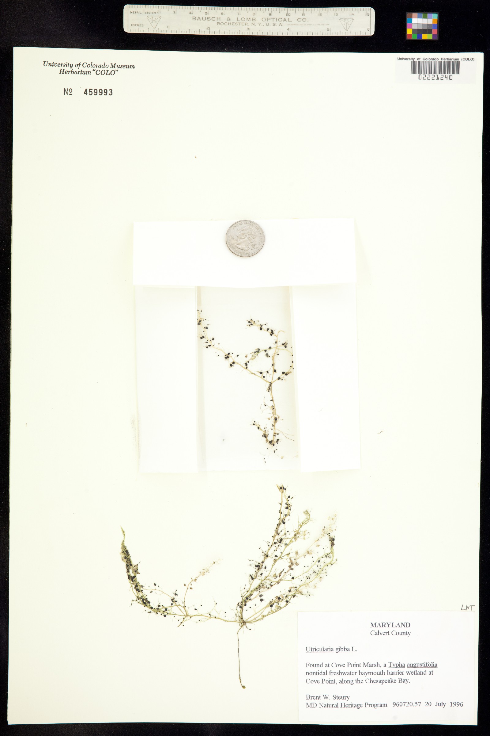 Utricularia gibba image