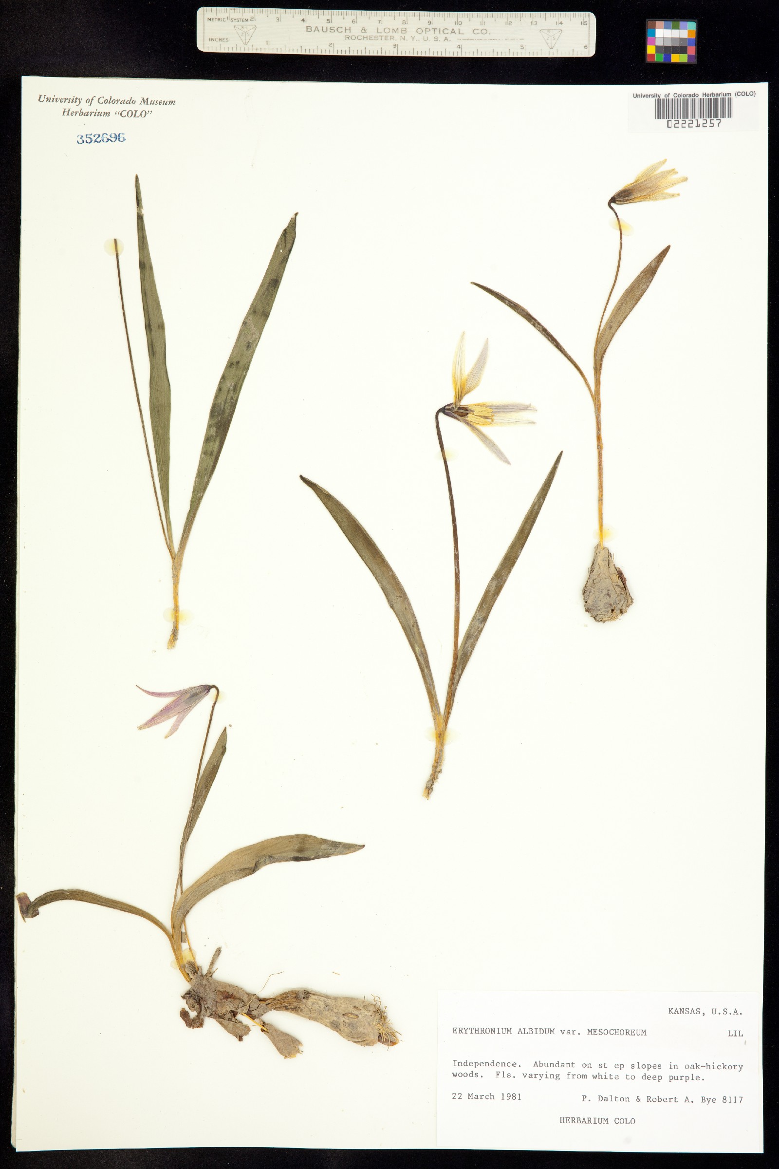 Erythronium albidum image