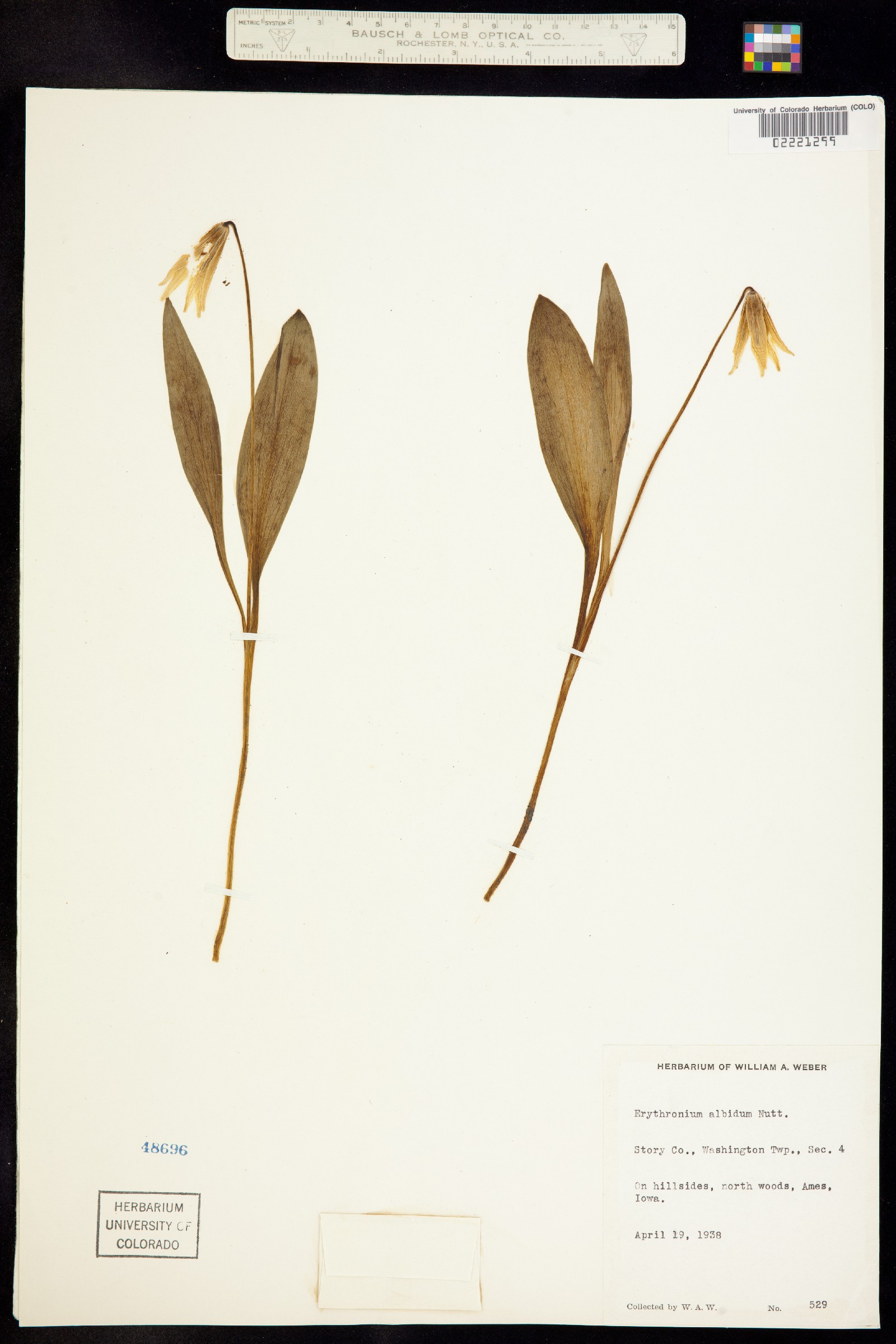 Erythronium albidum image