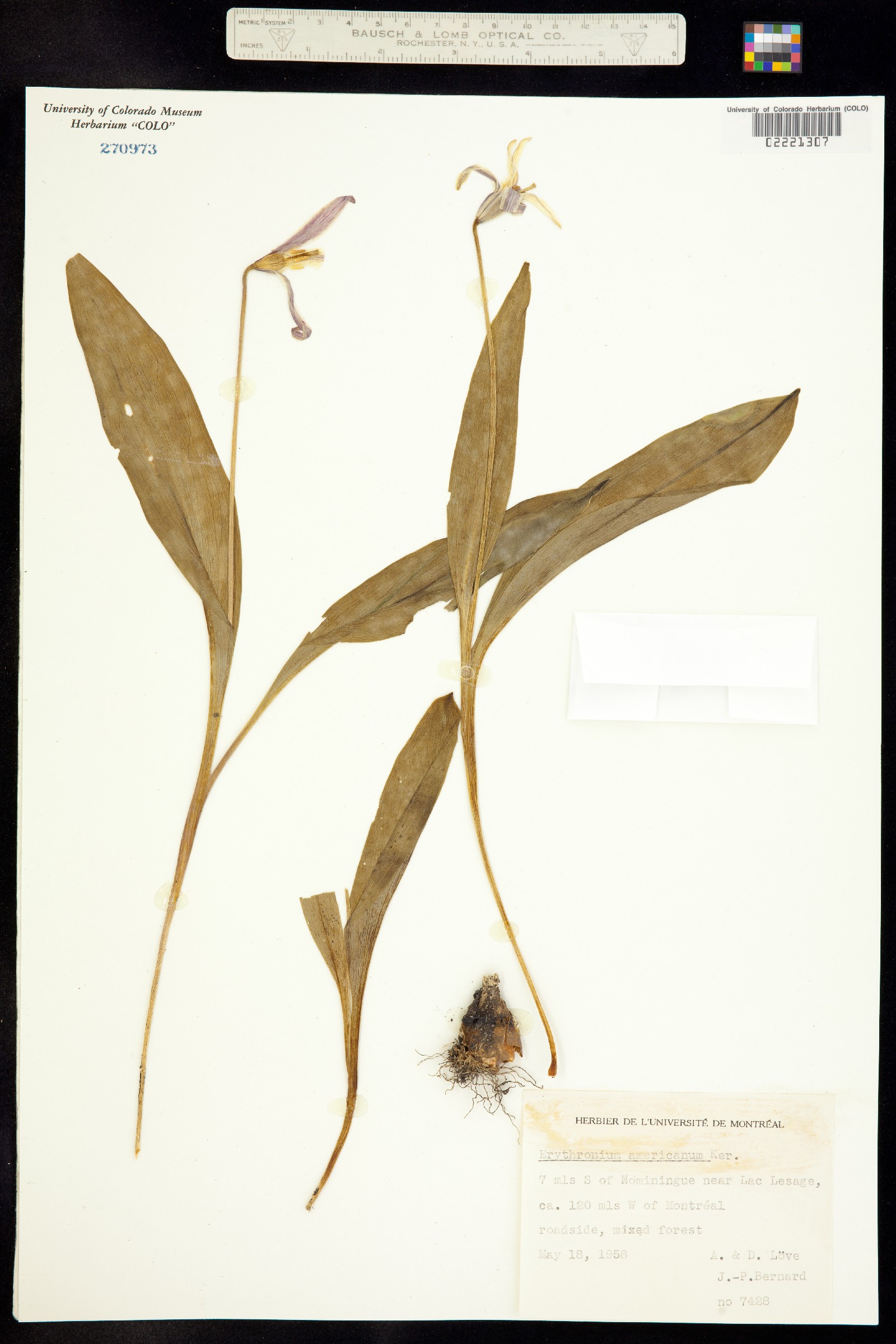 Erythronium image