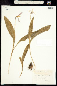 Image of Erythronium americanum