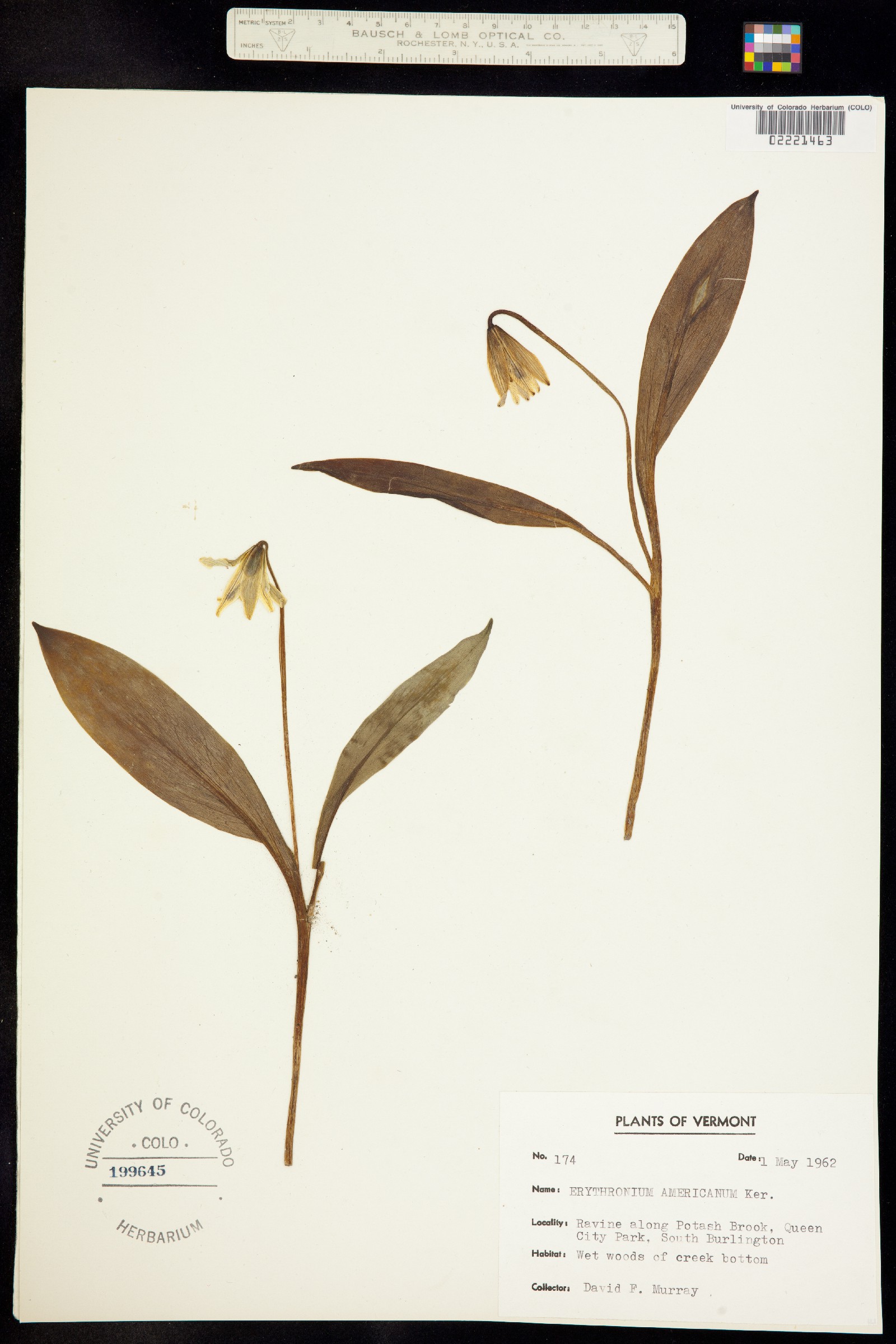 Erythronium americanum image