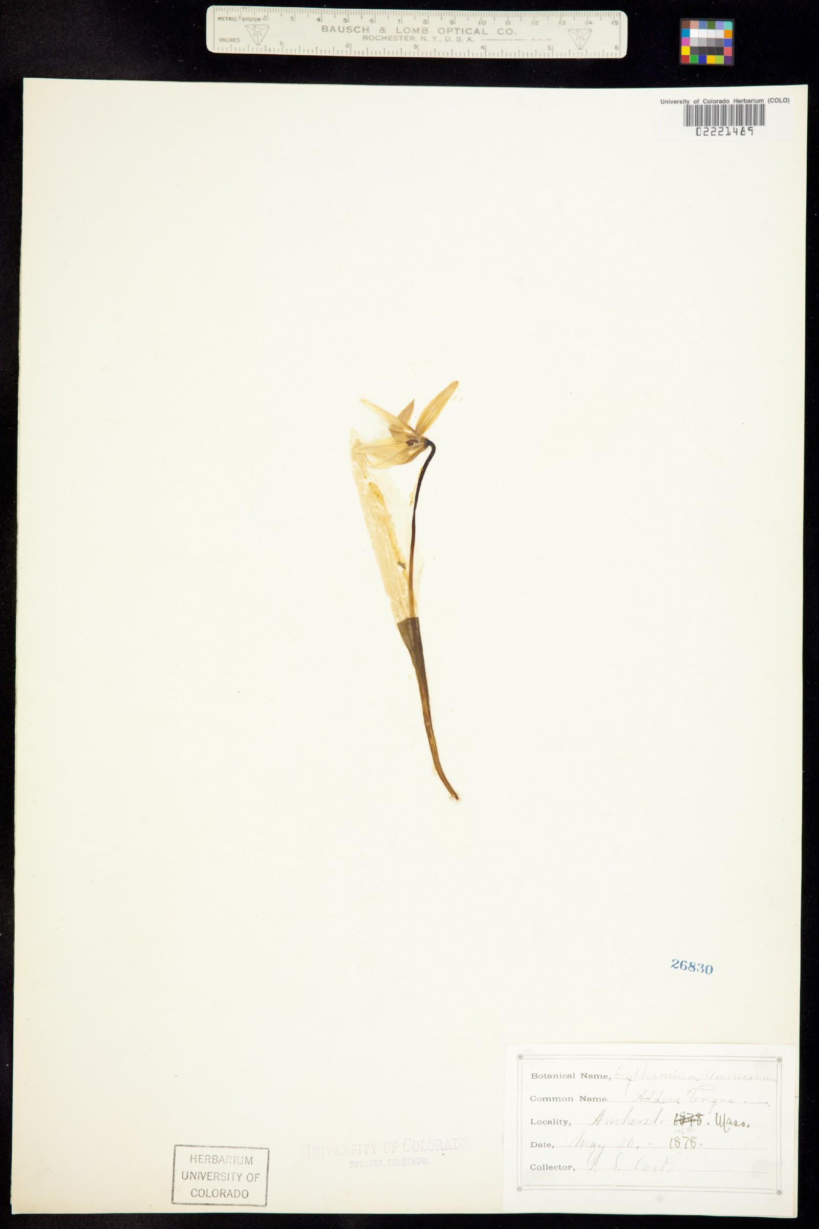 Erythronium americanum image