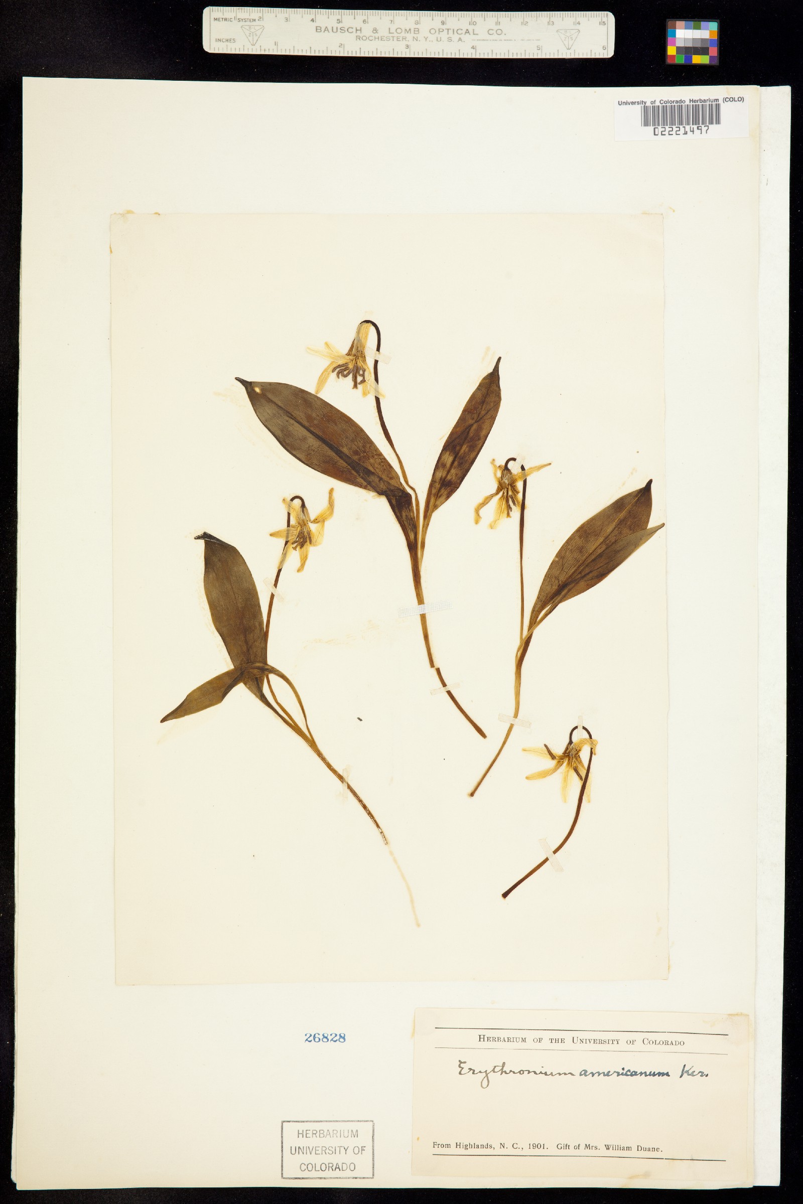 Erythronium americanum image