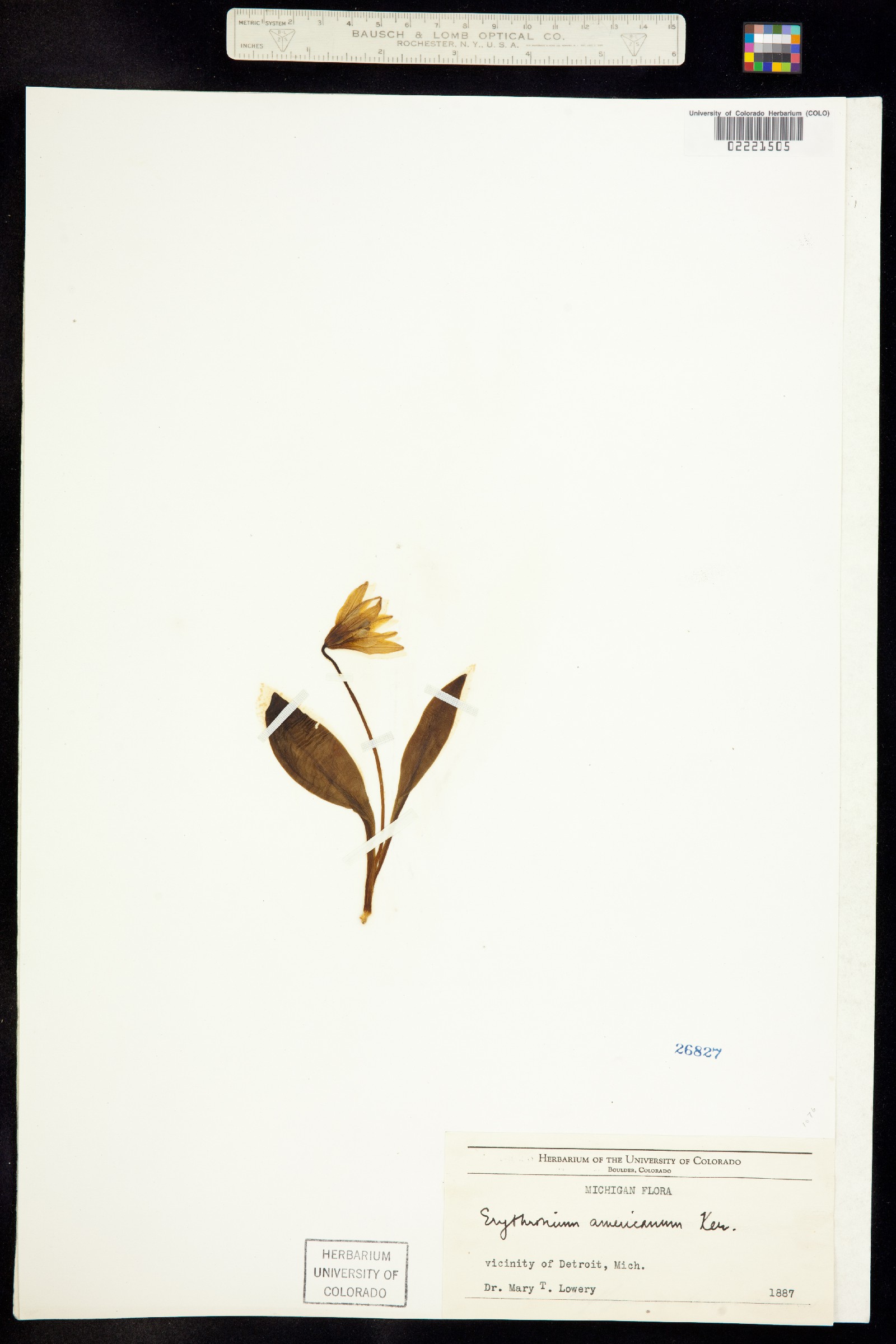 Erythronium americanum image