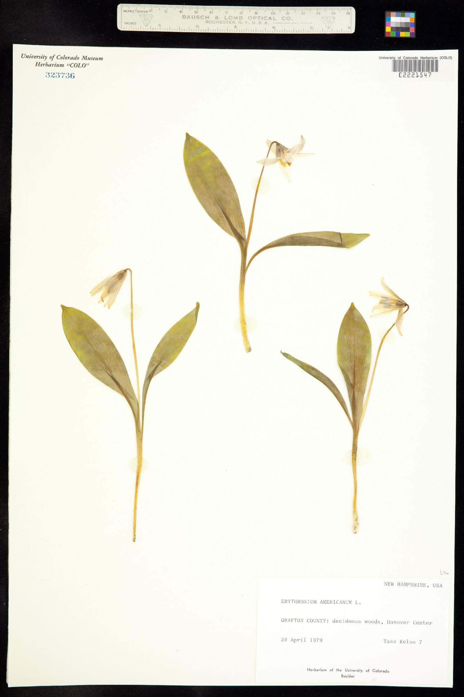 Erythronium americanum image