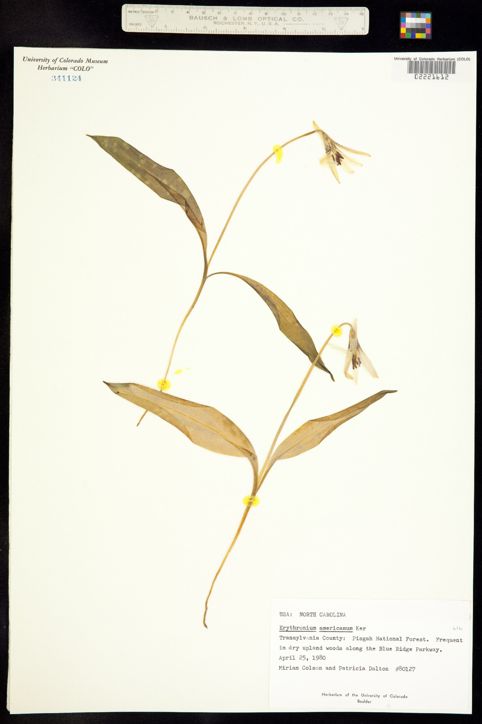 Erythronium americanum image