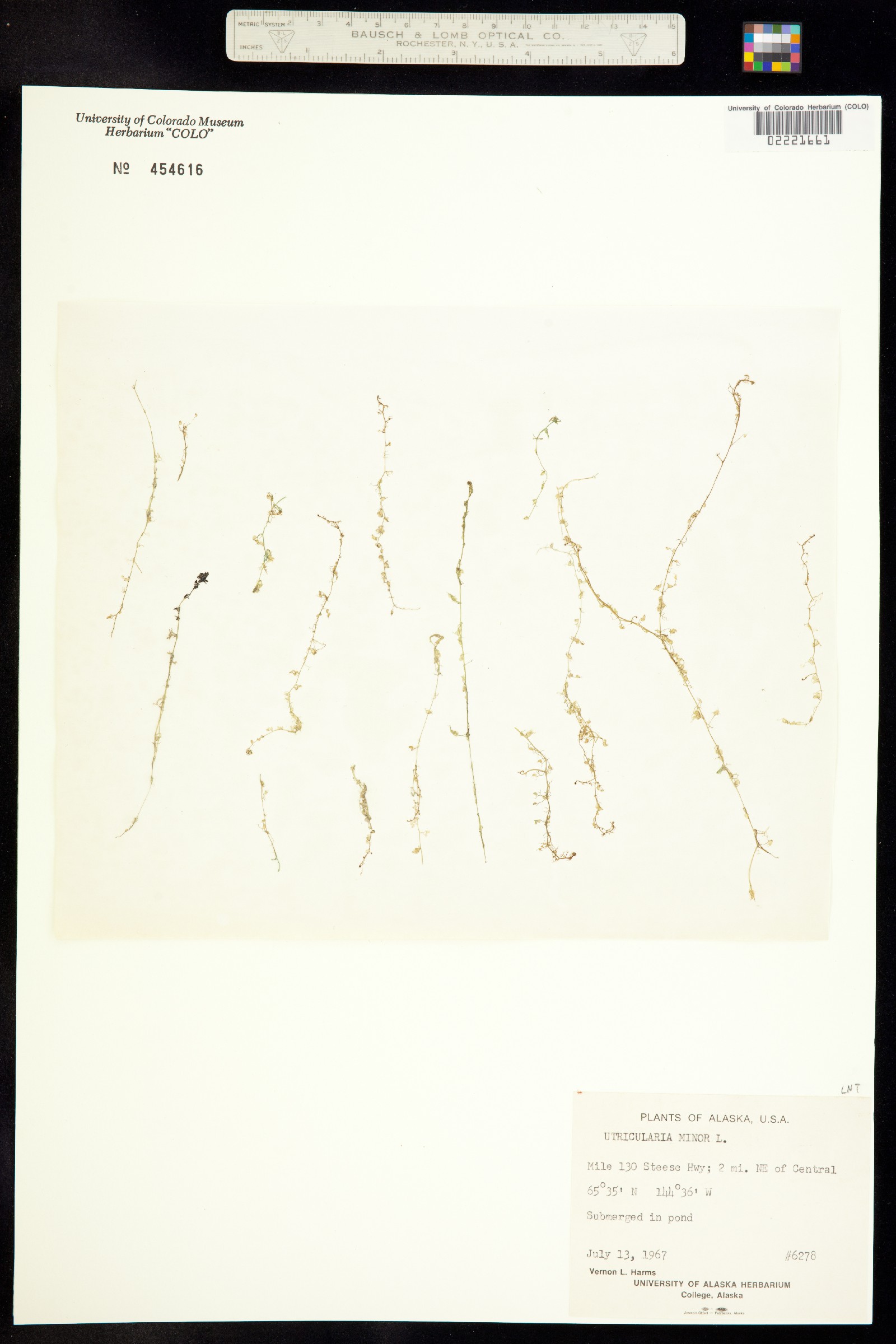 Utricularia image