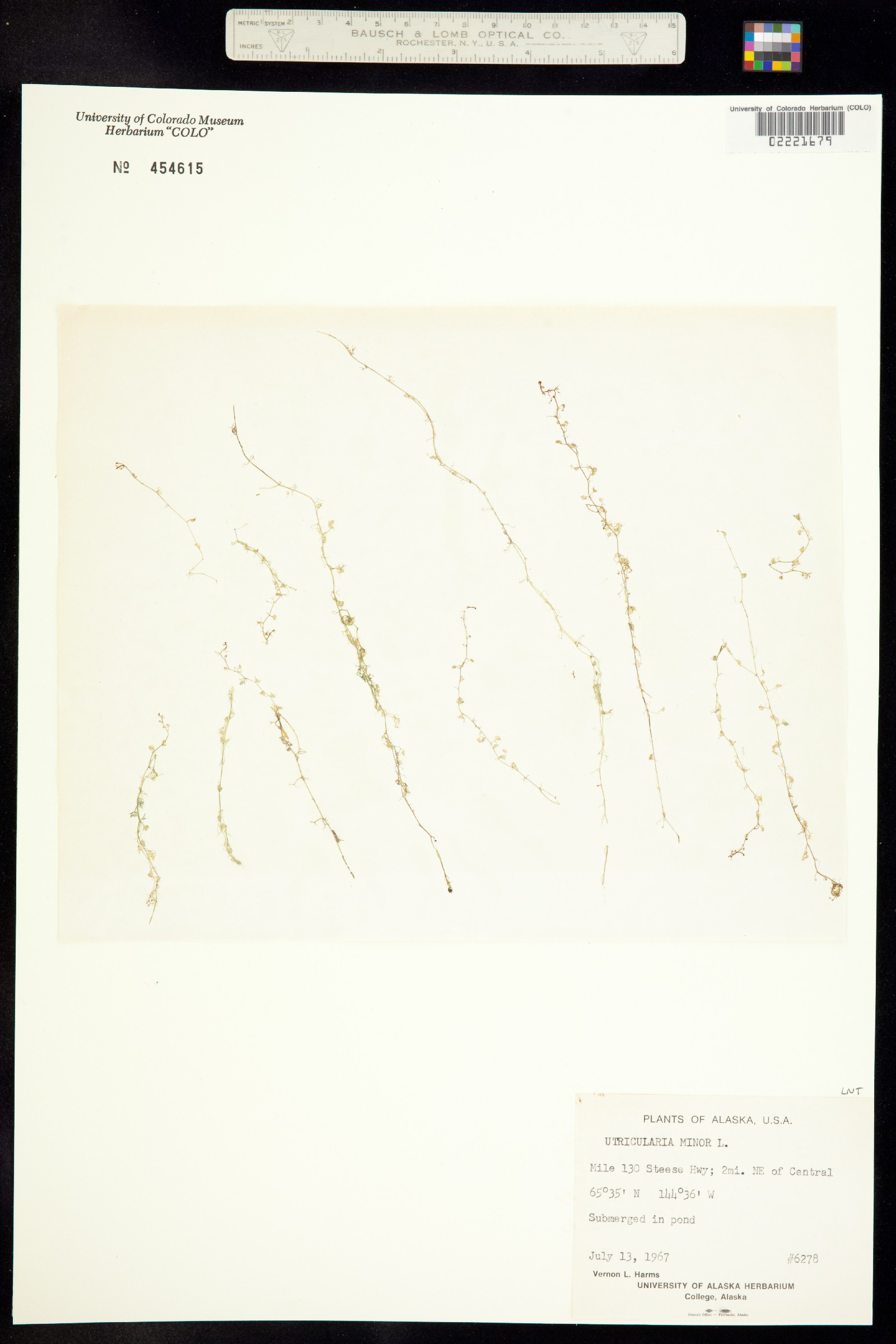 Utricularia minor image