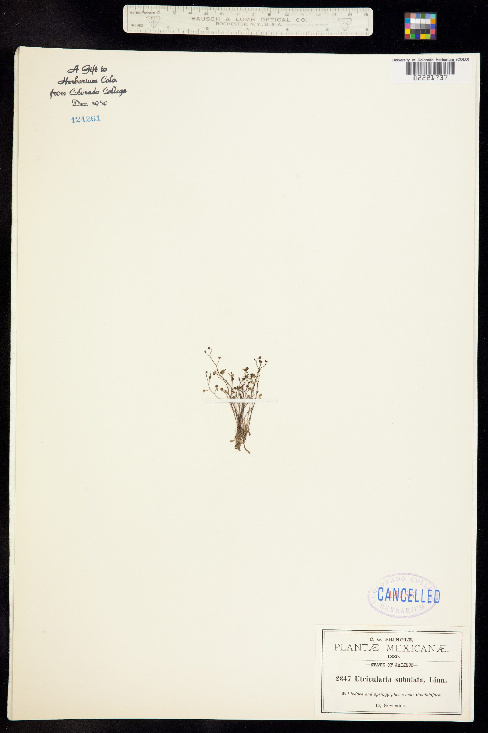 Utricularia subulata image