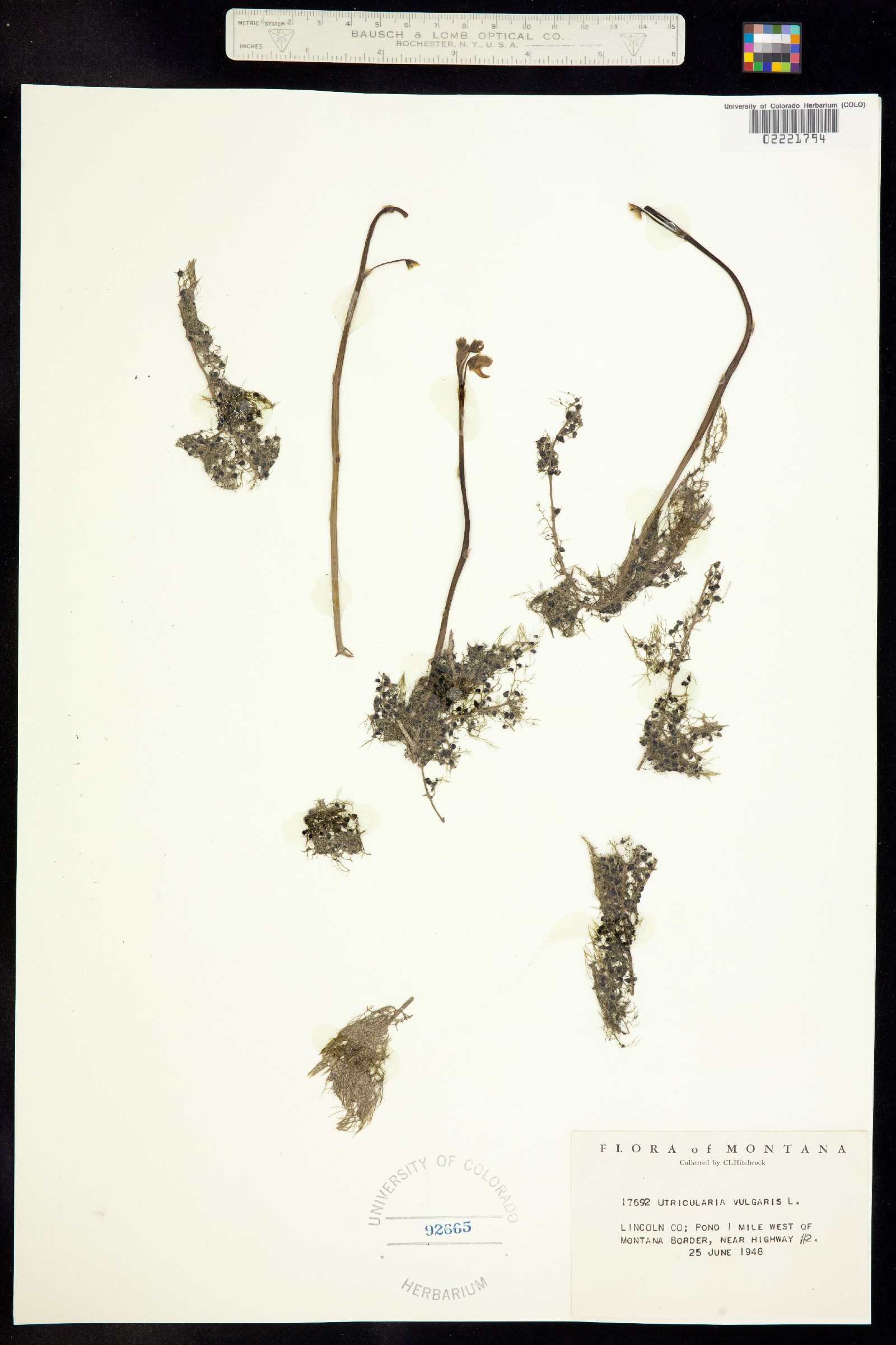 Utricularia vulgaris image